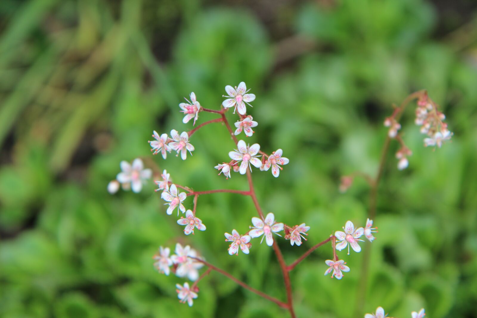 Canon EOS 600D (Rebel EOS T3i / EOS Kiss X5) sample photo. Succulent, flowering botanical, plants photography