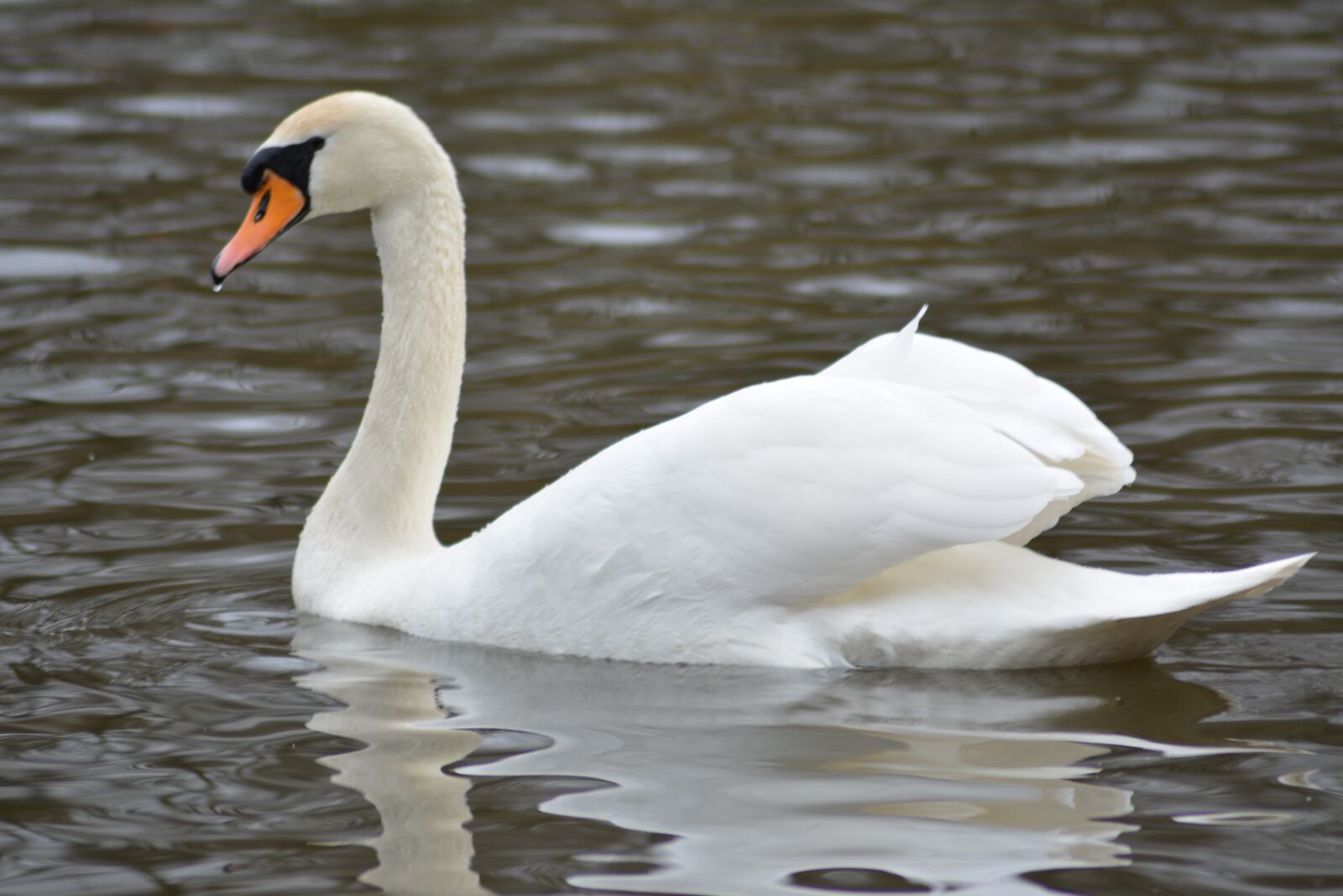 Nikon D5200 sample photo. Swan, national bird, denmark photography