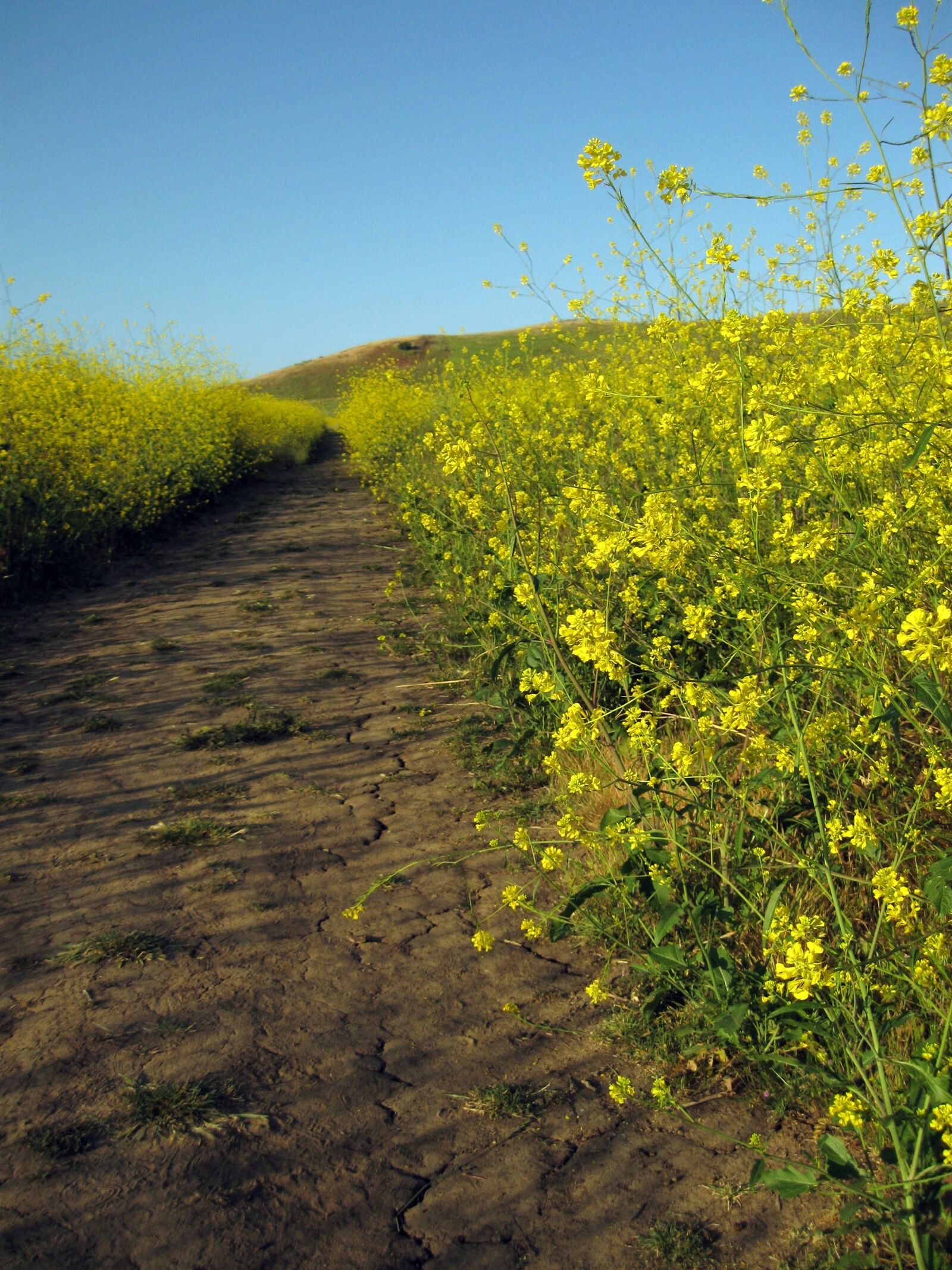 Желтые цветы на полях название с фото
