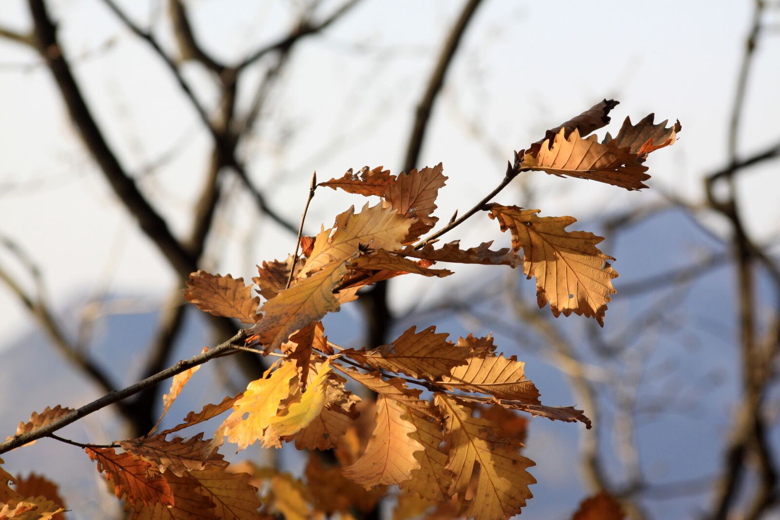 Canon EOS 50D sample photo. Autumn, autumn leaves, nature photography