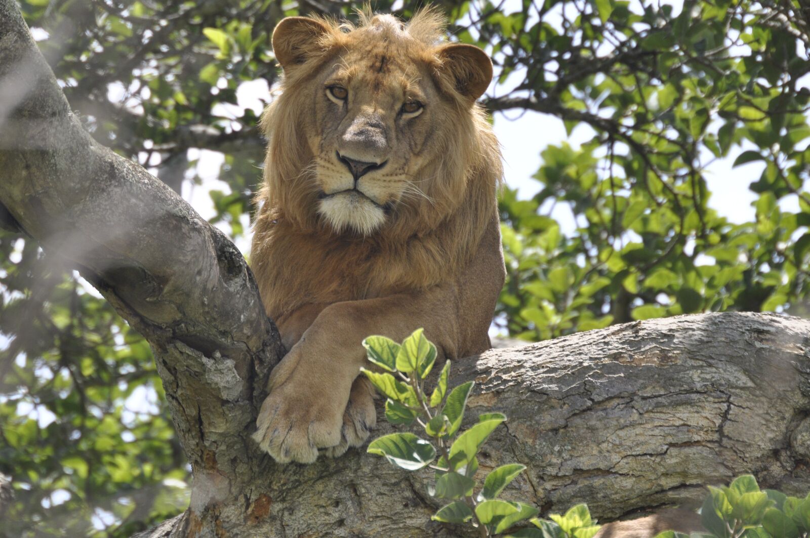 Nikon D90 sample photo. Lion, majestic, predator photography