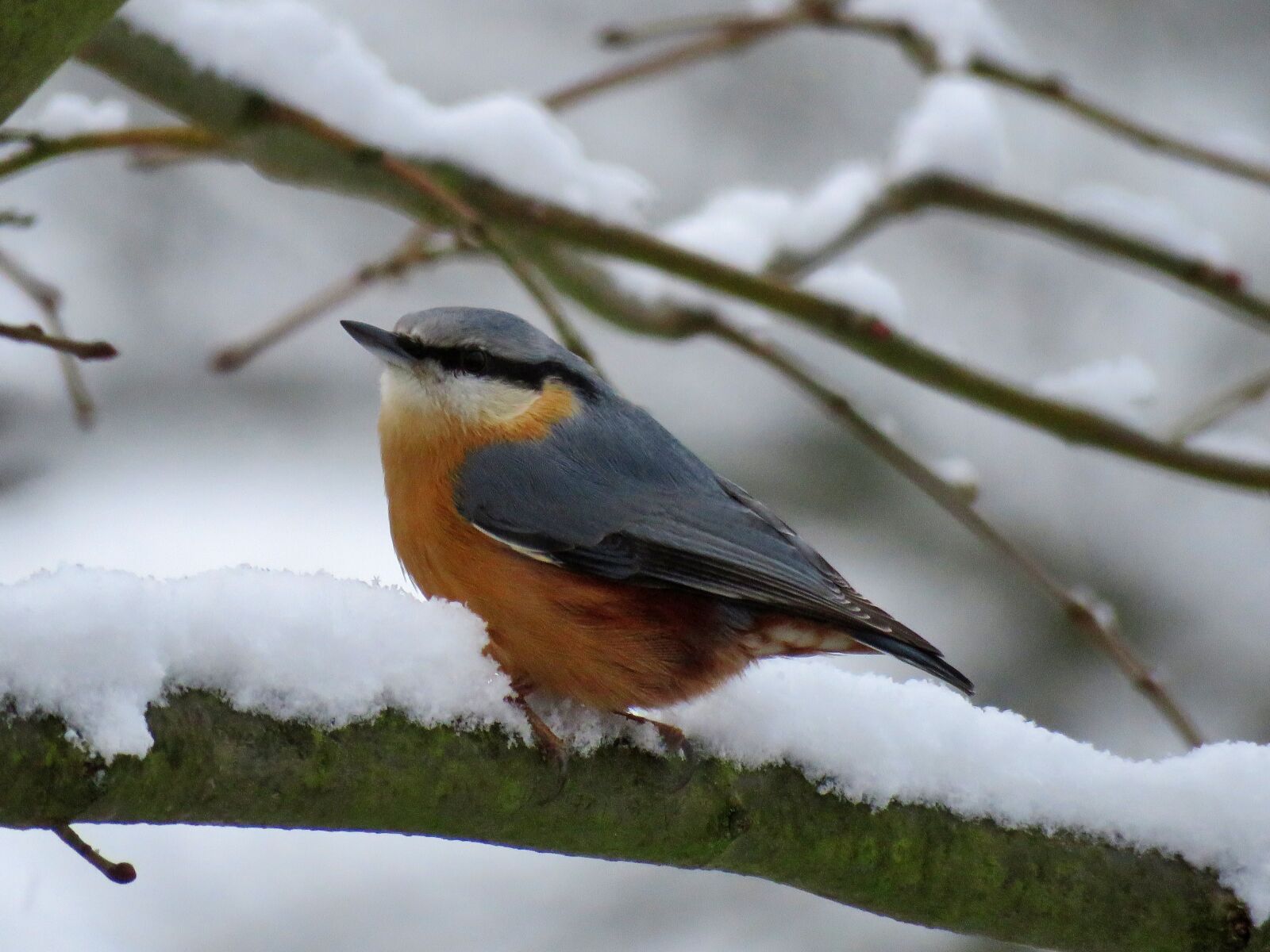 Canon PowerShot SX60 HS sample photo. Kleiber, snow, bird photography
