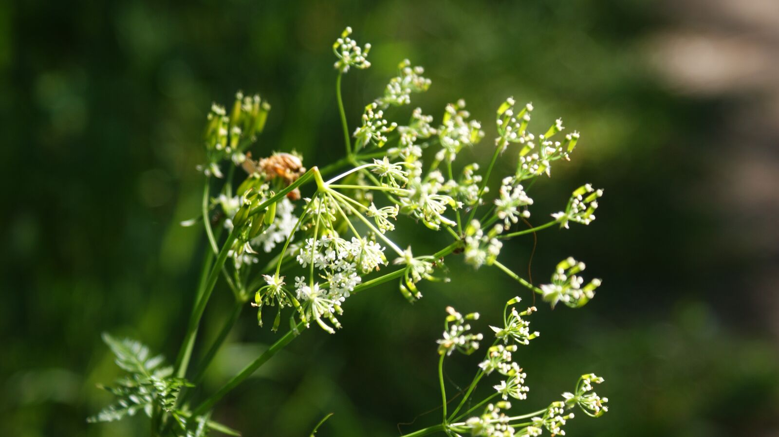 Sony Alpha DSLR-A350 sample photo. Flowers, white, vegetable photography