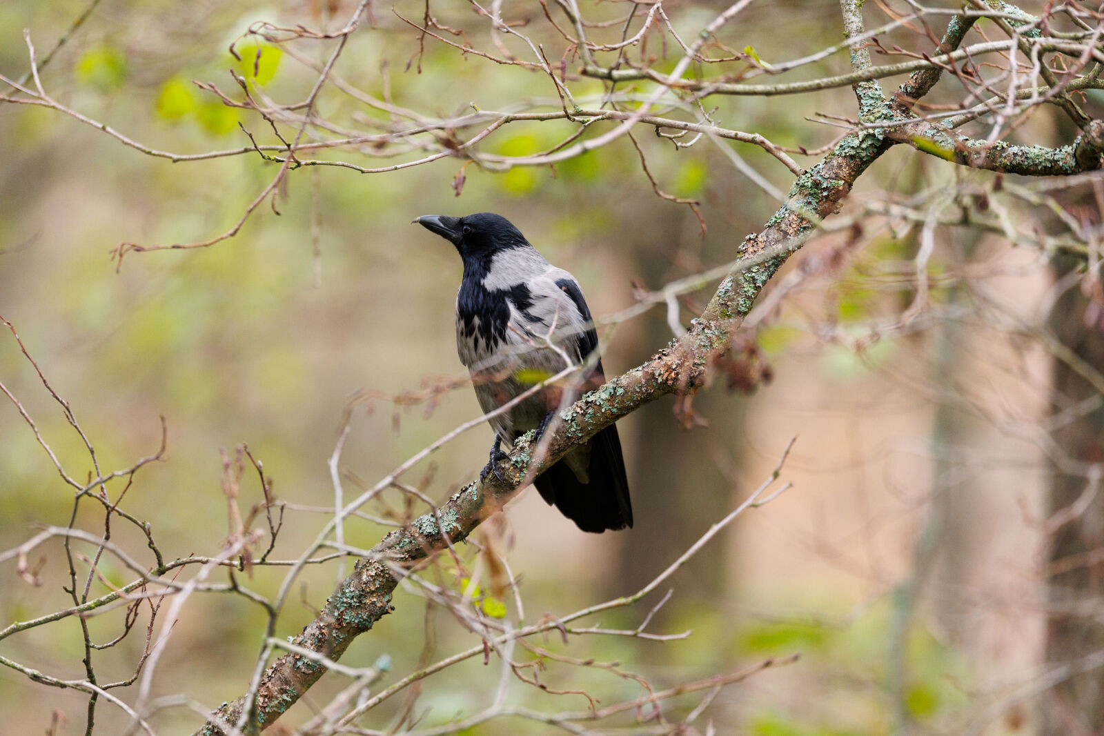 Canon EOS R1 sample photo. Crow tree photography