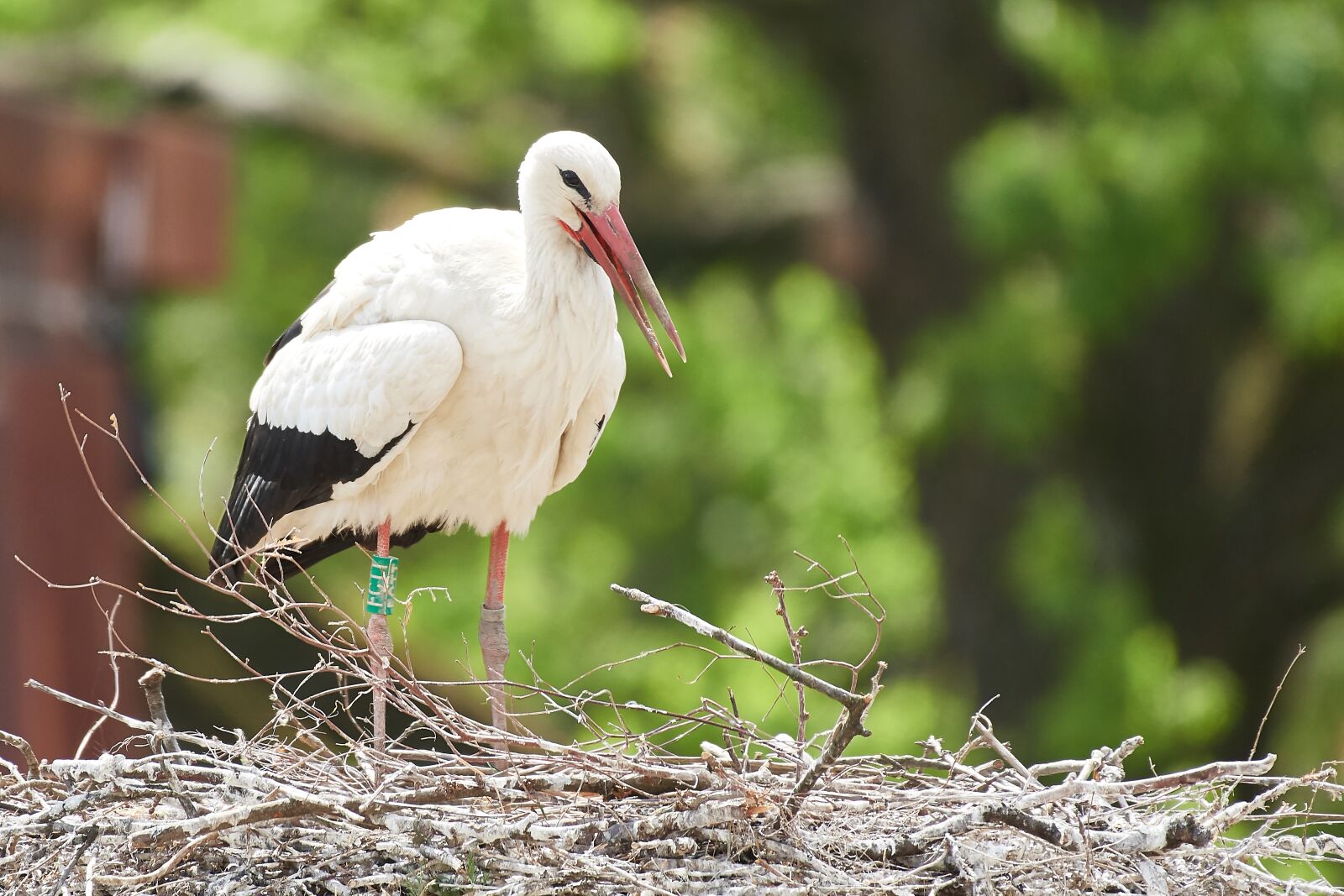 Nikon AF-S Nikkor 200-500mm F5.6E ED VR sample photo. Stork, nest, egg photography
