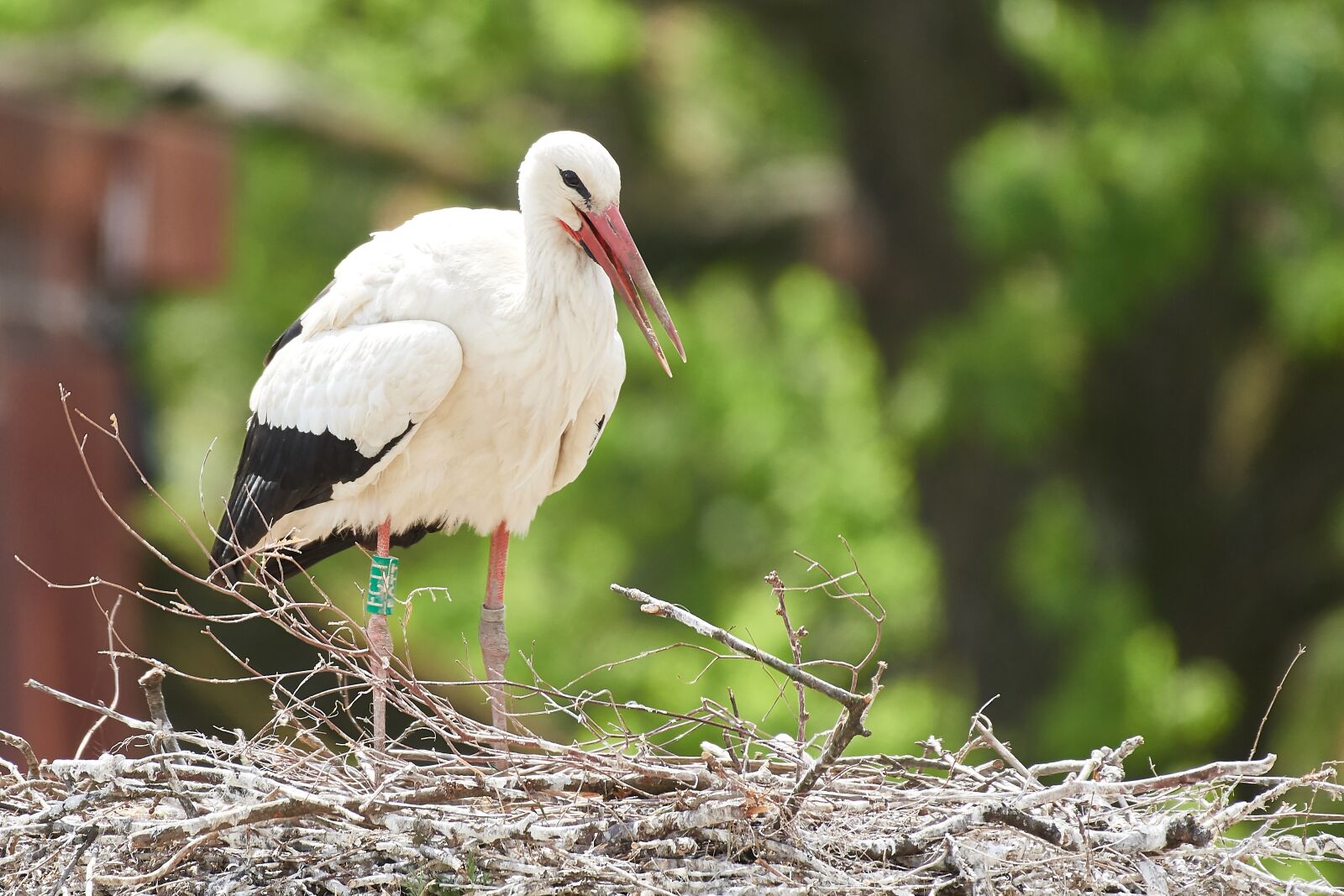 Nikon D500 + Nikon AF-S Nikkor 200-500mm F5.6E ED VR sample photo. Stork, nest, egg photography