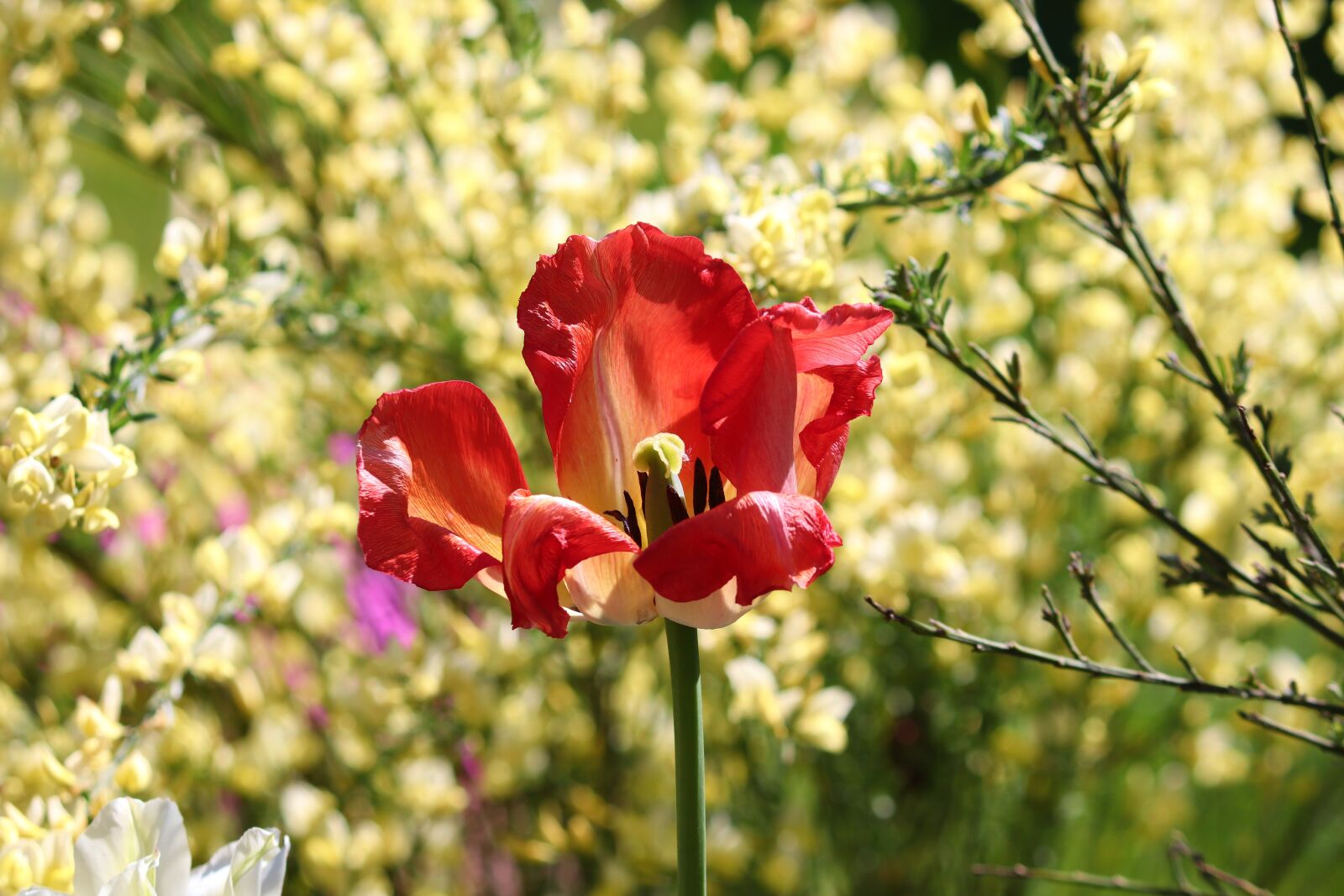 Canon EOS 200D (EOS Rebel SL2 / EOS Kiss X9) sample photo. Tulip, open, red photography