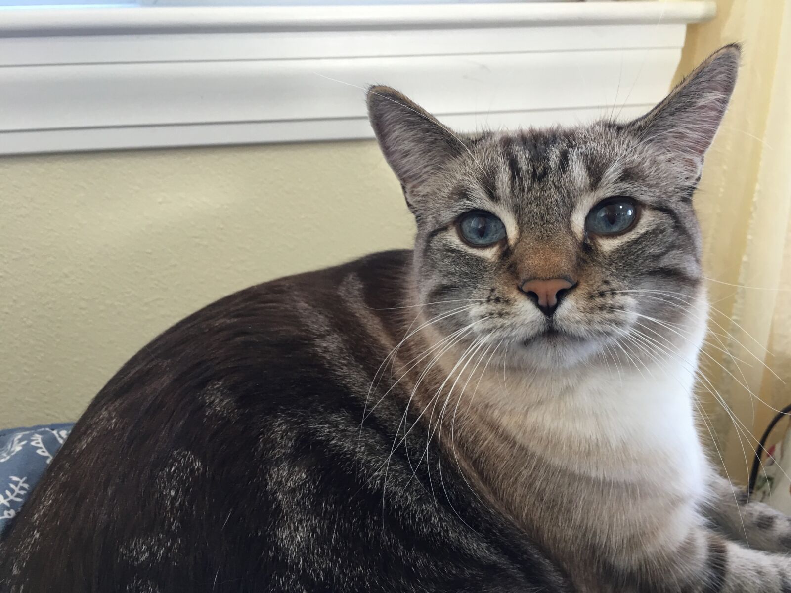 Apple iPhone 6s Plus sample photo. Cat, grouchy face, annoyed photography