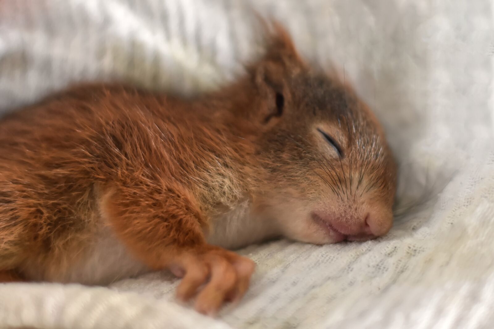 Nikon D7200 sample photo. Squirrel, young animal, tired photography
