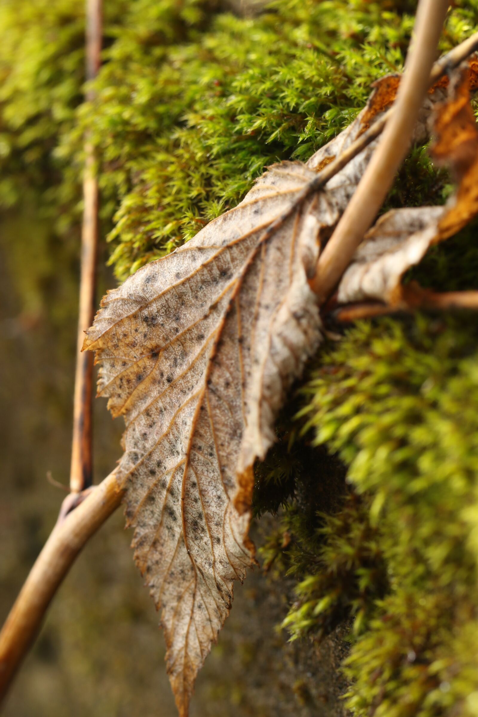 Canon EOS 7D Mark II sample photo. Autumn leaf, moss, nature photography