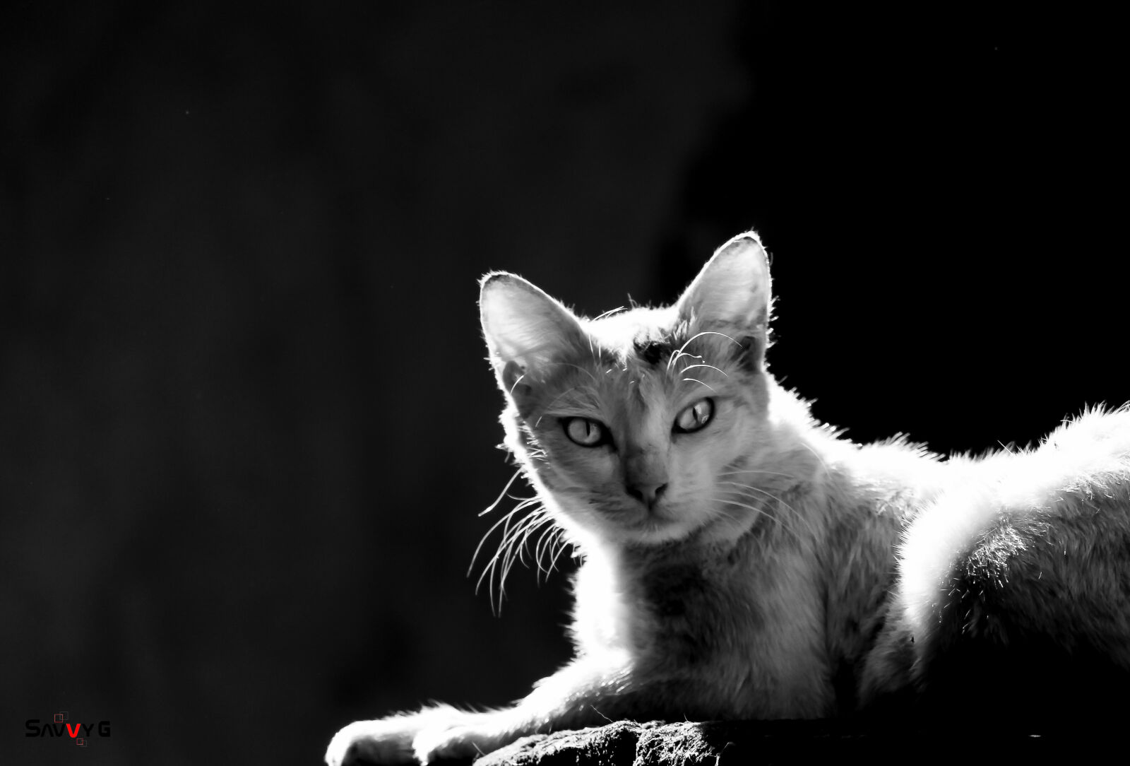Canon EOS 1100D (EOS Rebel T3 / EOS Kiss X50) sample photo. Black, and, white, cat photography