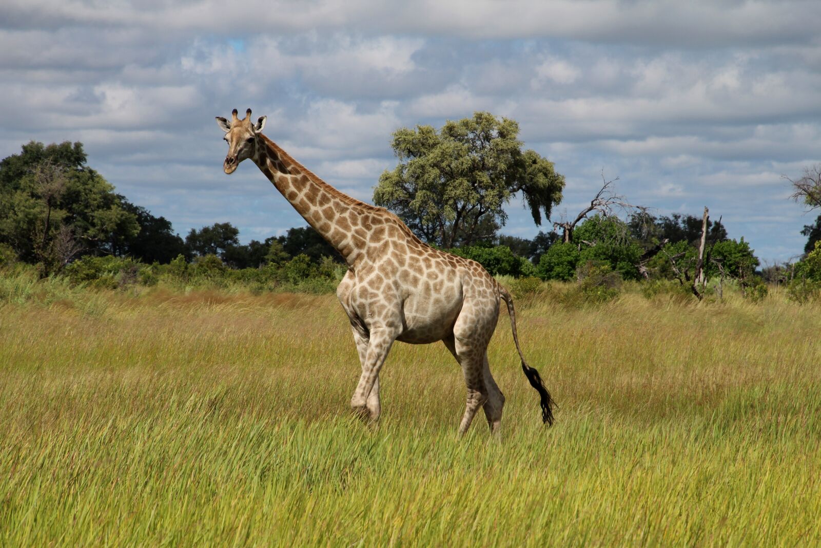 Canon EOS 600D (Rebel EOS T3i / EOS Kiss X5) sample photo. Giraffe, africa, savannah photography