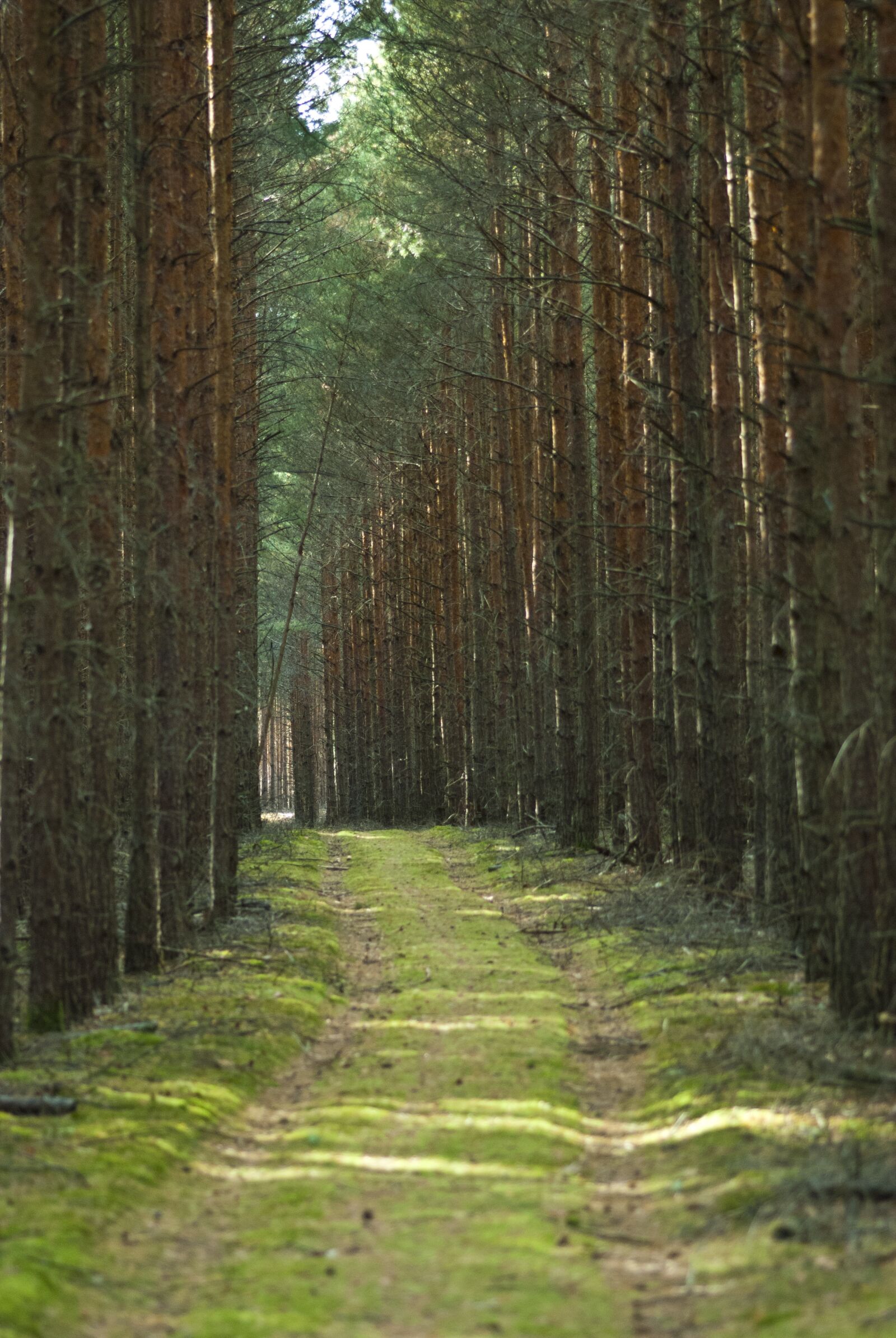 Nikon D80 sample photo. Trees, woods, forest photography
