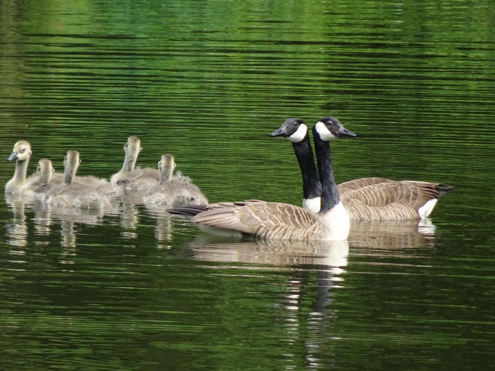 Sony Cyber-shot DSC-HX90V sample photo. Geese canada geese, goslings photography