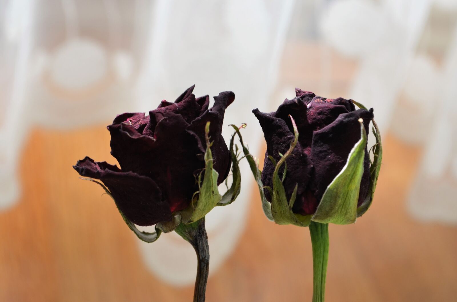 Nikon D5100 sample photo. Rose, dried rose, macro photography
