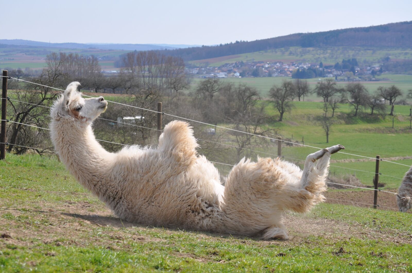 Nikon D5000 sample photo. Lama, alpaca, hairy photography