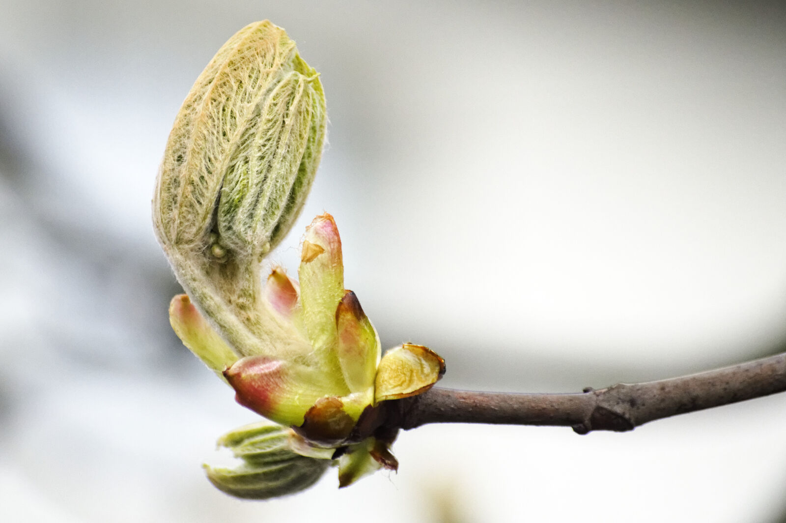Nikon D3200 sample photo. Plant, spring, tree photography