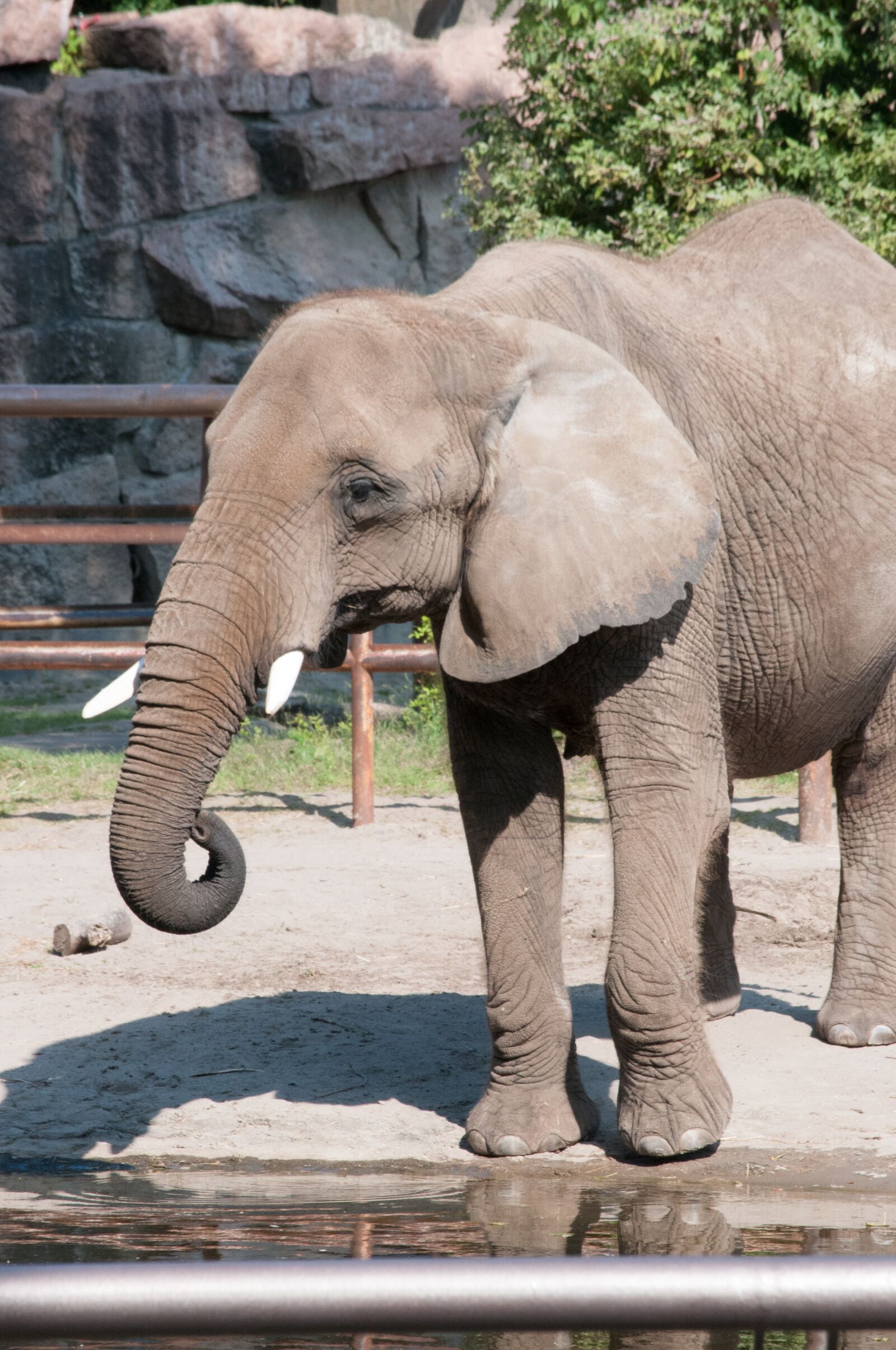 Nikon D300S sample photo. Elephant, zoo, summer photography