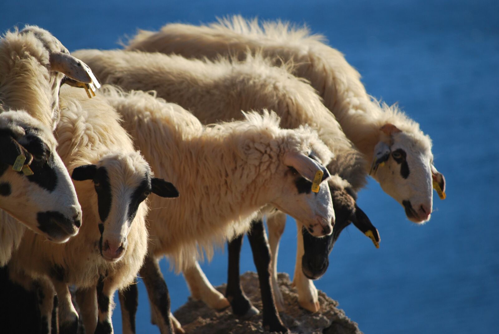 Nikon D60 sample photo. Sheep, crete, greece photography