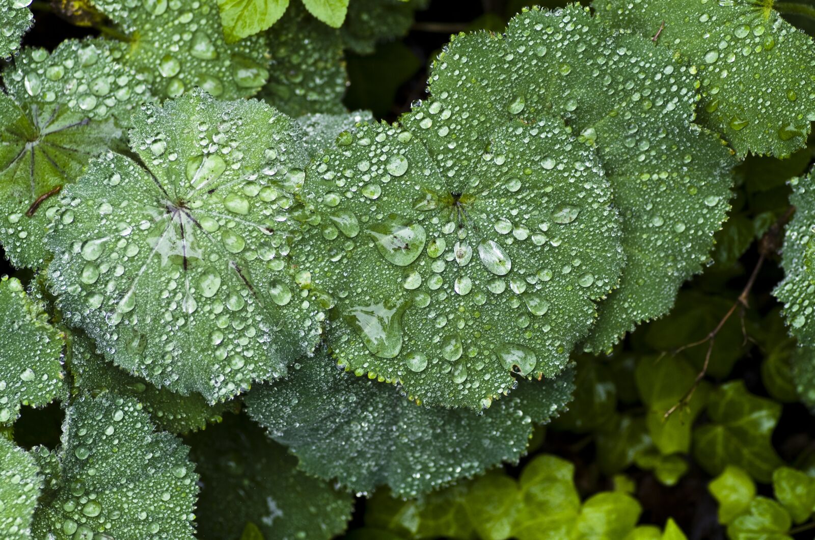 Pentax K-30 sample photo. Perennial plant, frauenmantel, rain photography