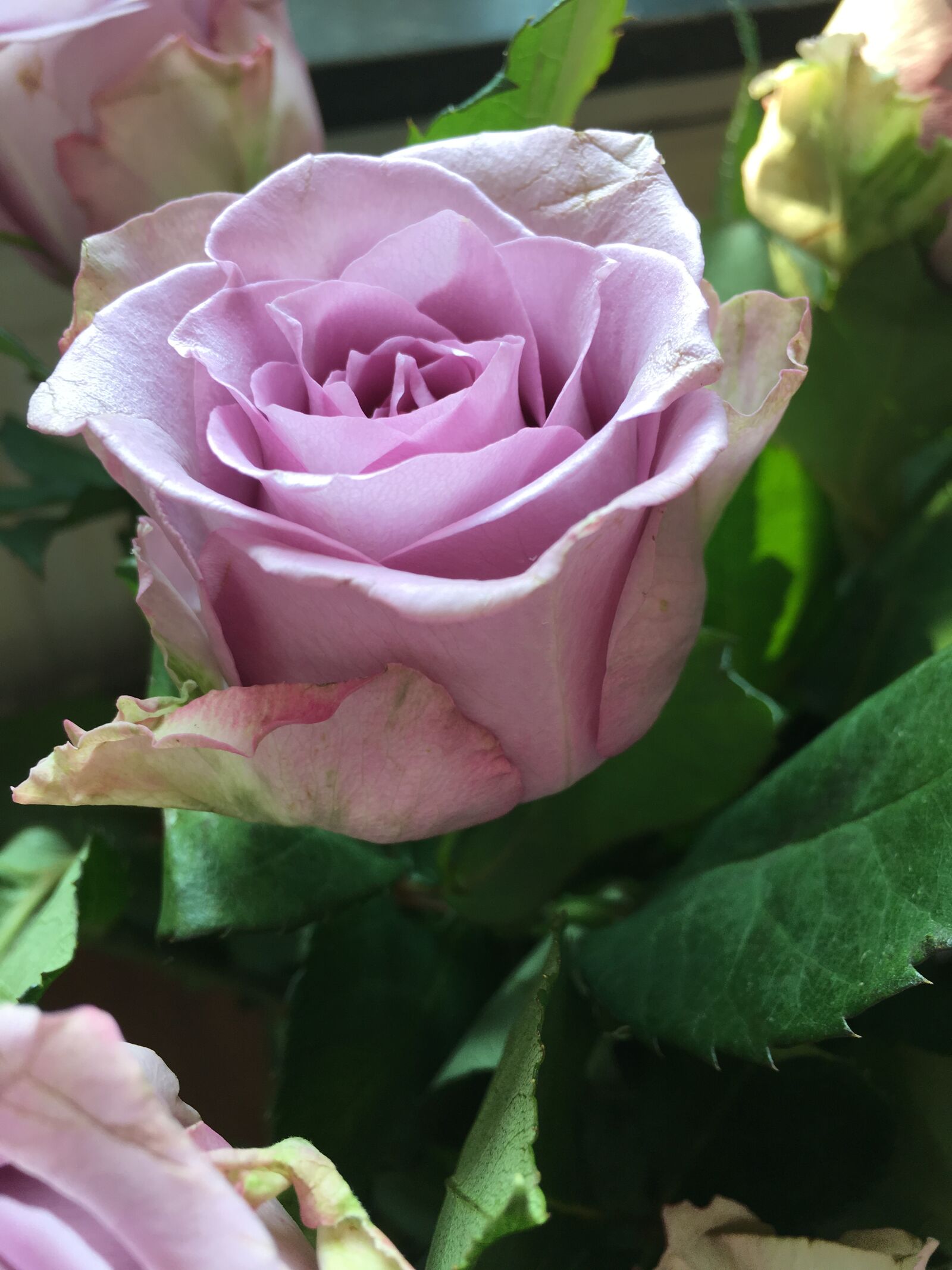Apple iPhone 6s sample photo. Rose, pink, flower photography