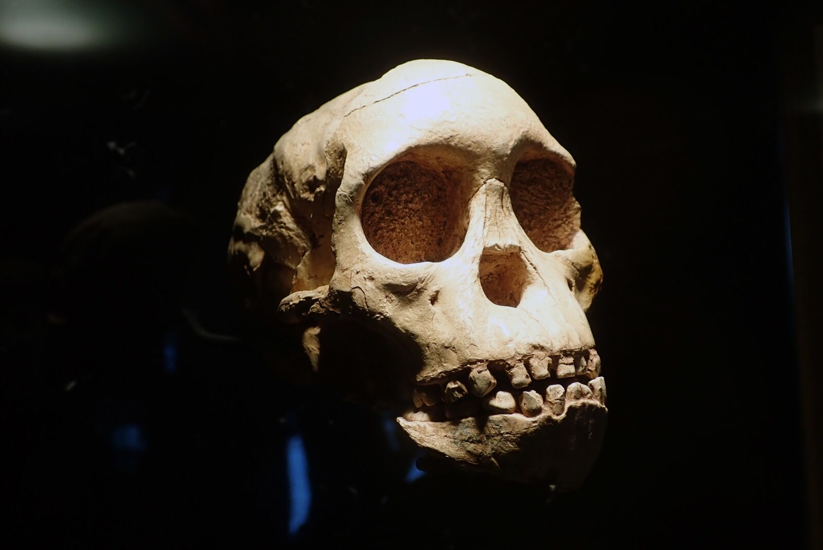 Olympus TG-5 sample photo. Skull, anthropology, archeology photography