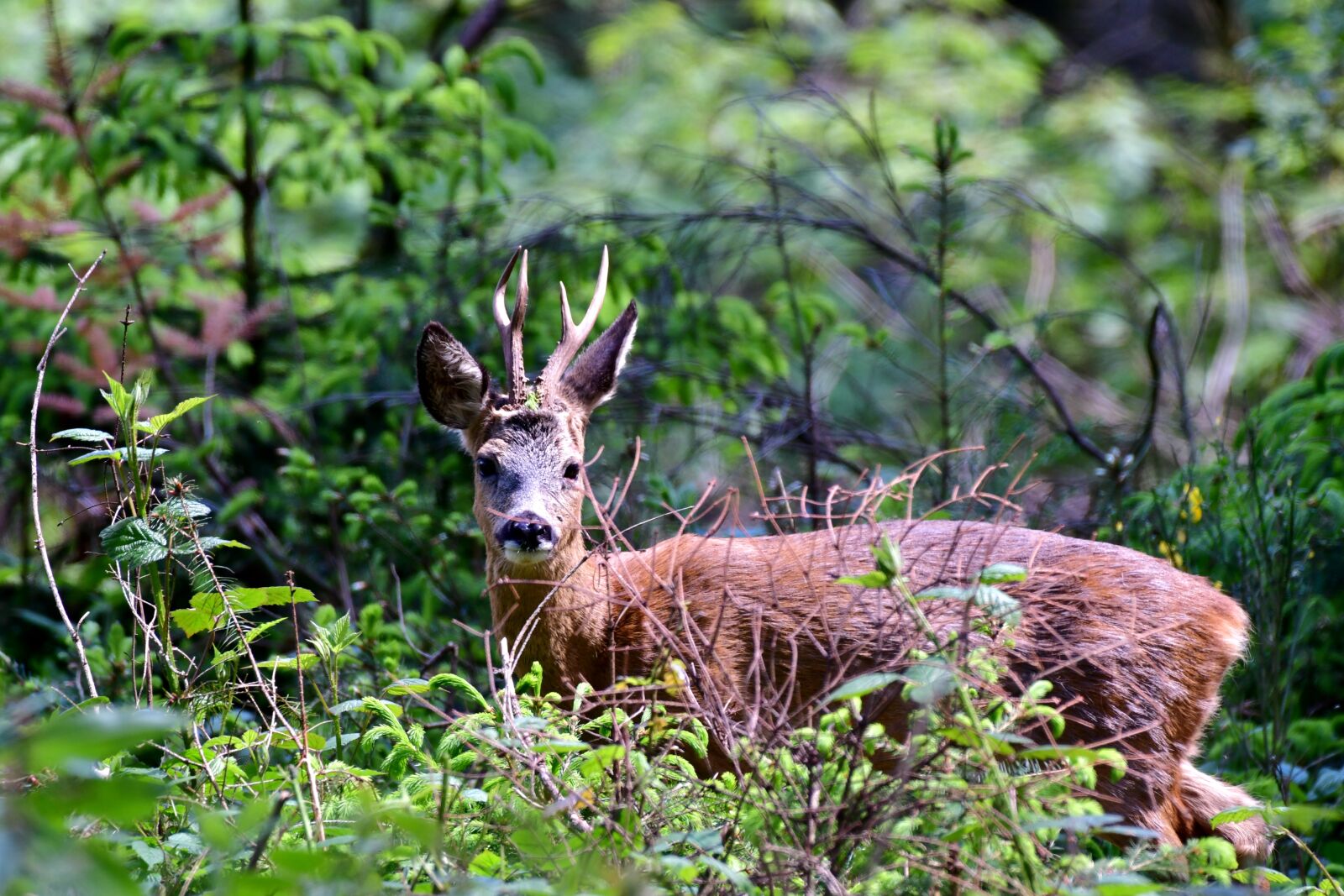 Nikon D500 sample photo. Ree, wild, nature photography