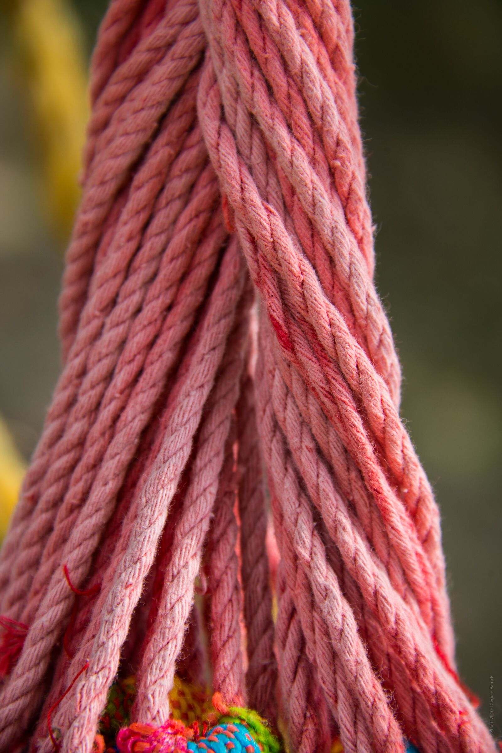 Nikon D800 sample photo. Hammock, tie, rope photography