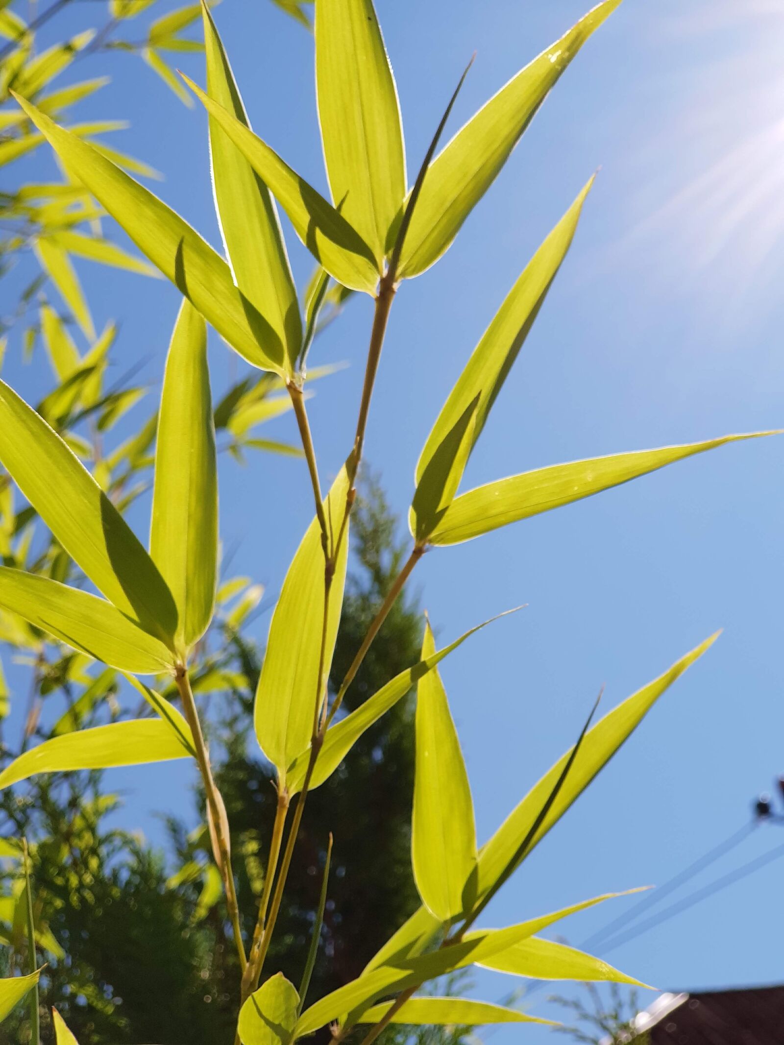 Samsung Galaxy S9+ sample photo. Bamboo, leaves, sky photography