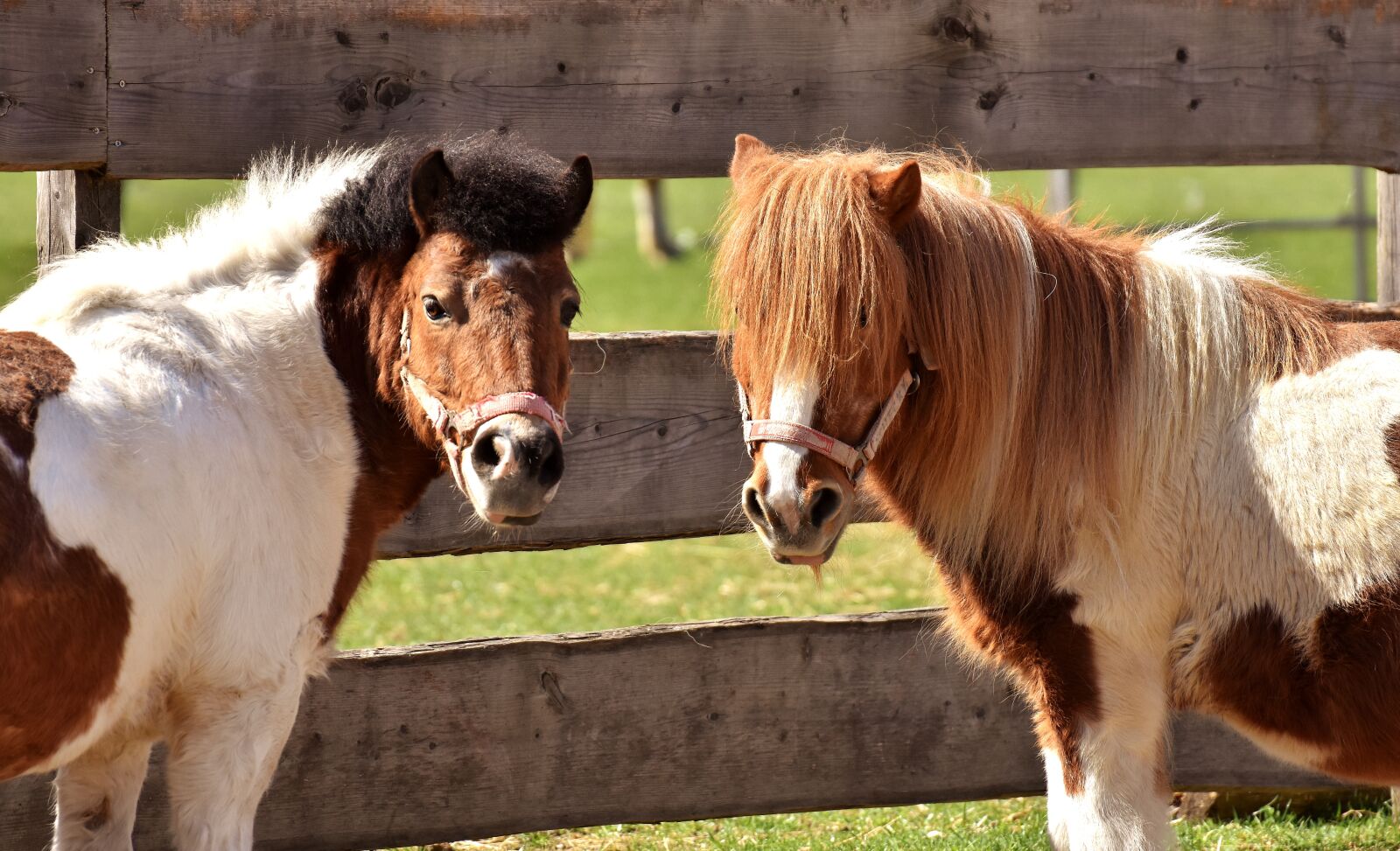 Nikon D7200 sample photo. Horses, play, funny photography