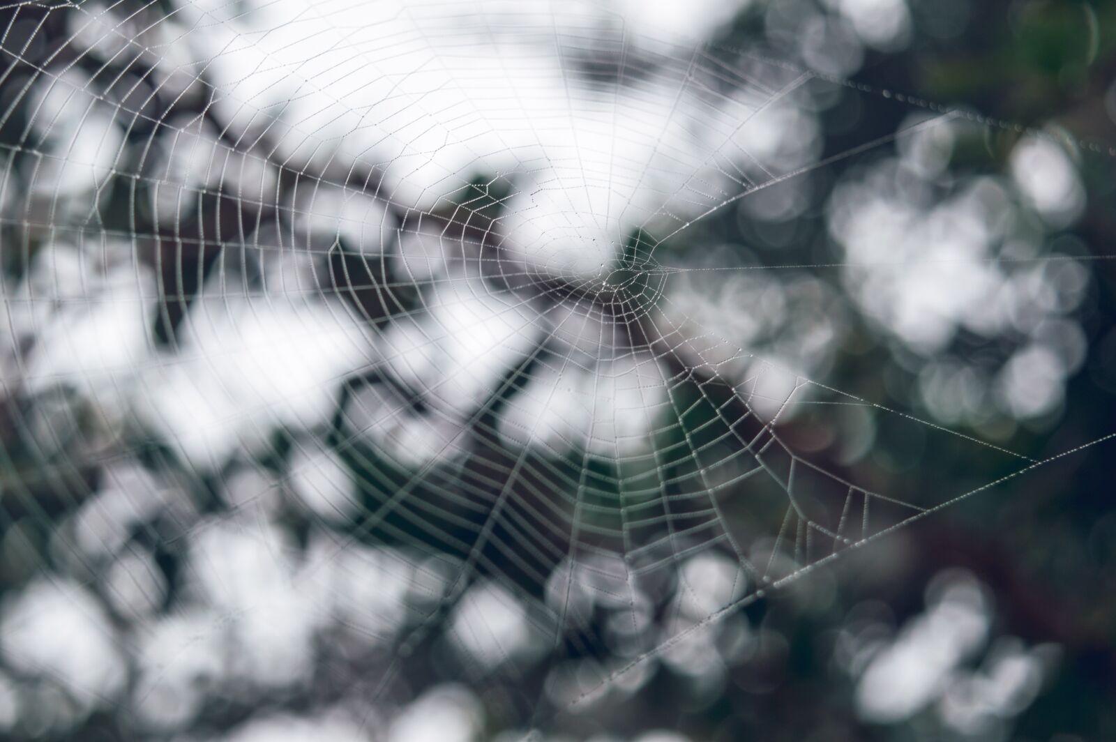 Nikon D3200 sample photo. Web, green, contact photography