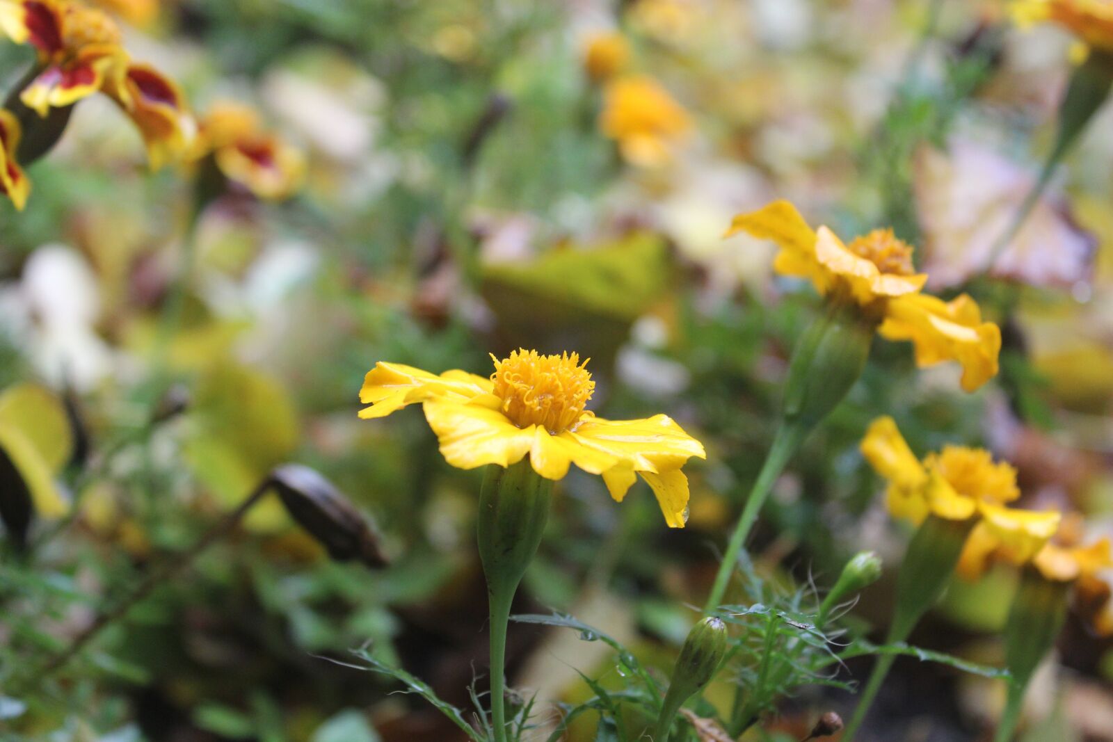 Canon EOS 600D (Rebel EOS T3i / EOS Kiss X5) sample photo. Flower, nature, spring photography