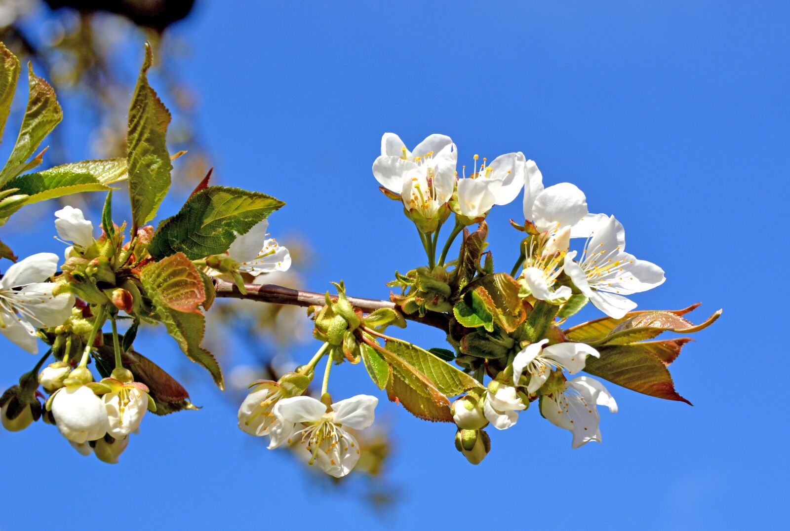 Nikon D3200 sample photo. Kirschblüte, kirschbaum, himmel photography