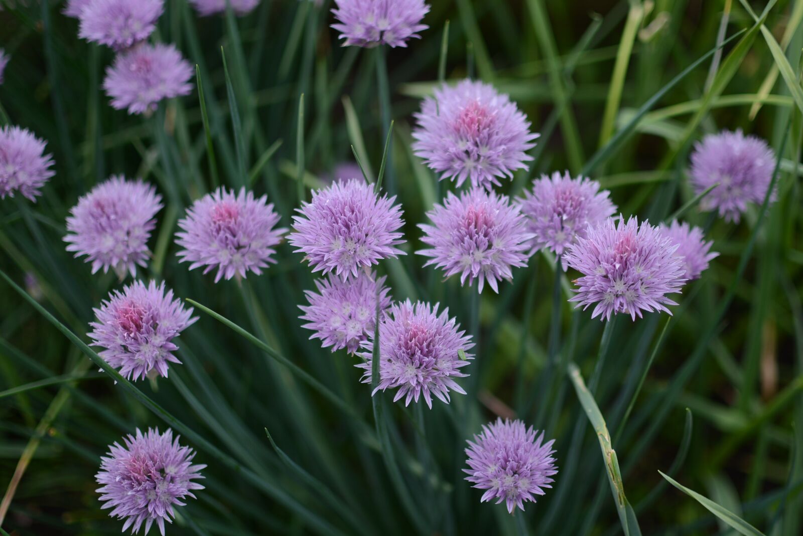 Nikon D7100 sample photo. Flower, nature, summer photography