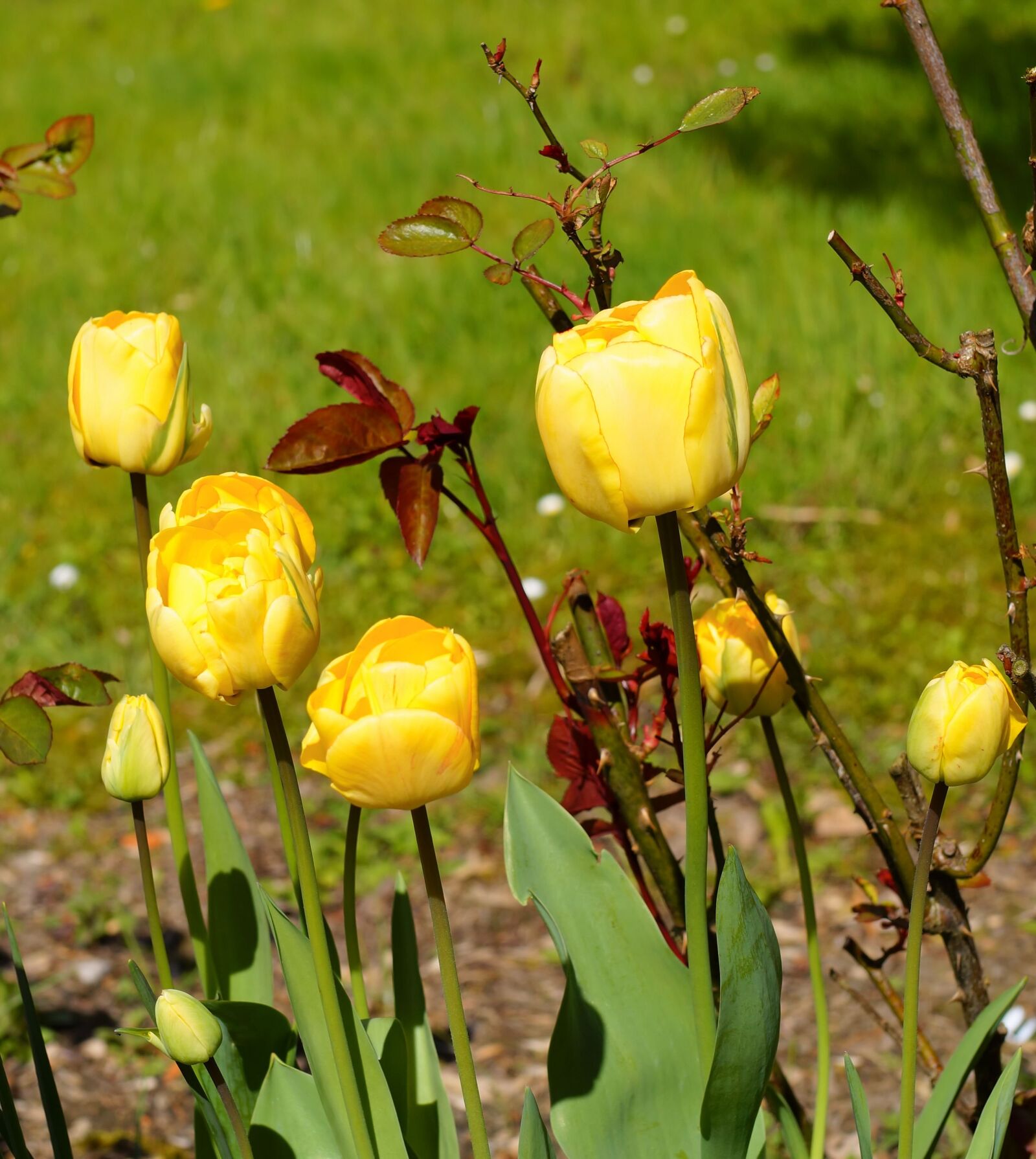 Sony SLT-A58 sample photo. Tulips, flowers, spring photography