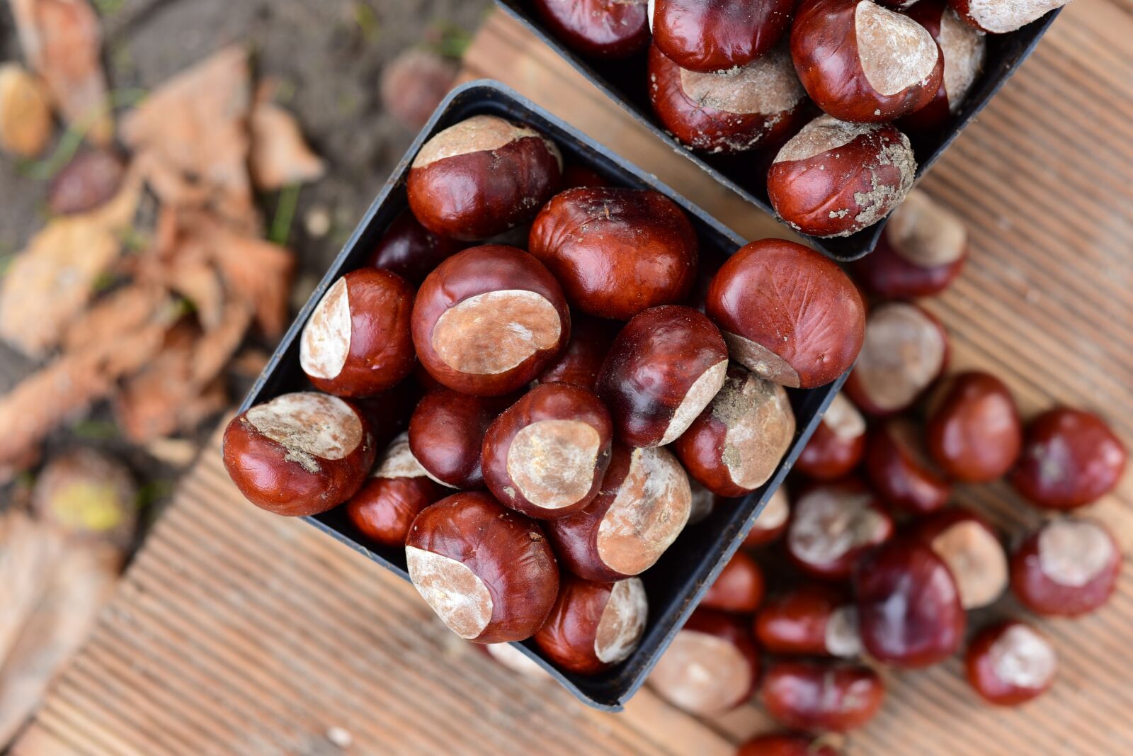Nikon D750 sample photo. Chestnuts, autumn, chestnut photography