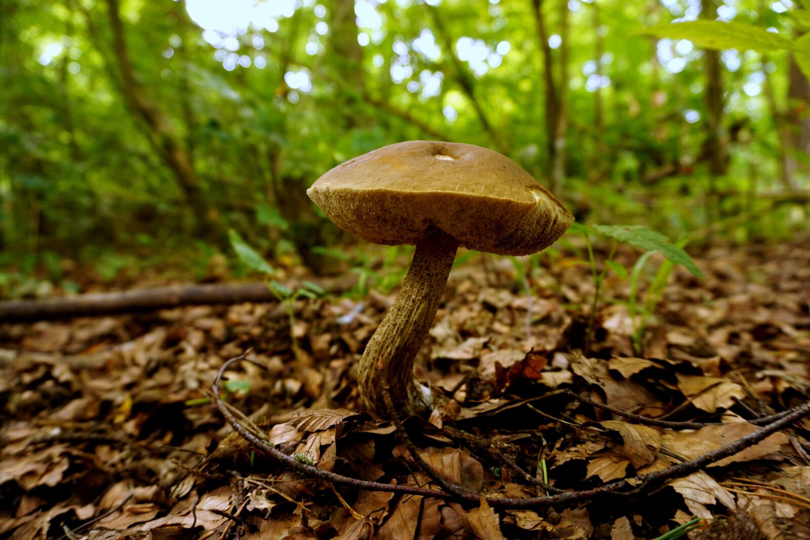 Sony a6000 sample photo. Mushroom, nature, forest photography