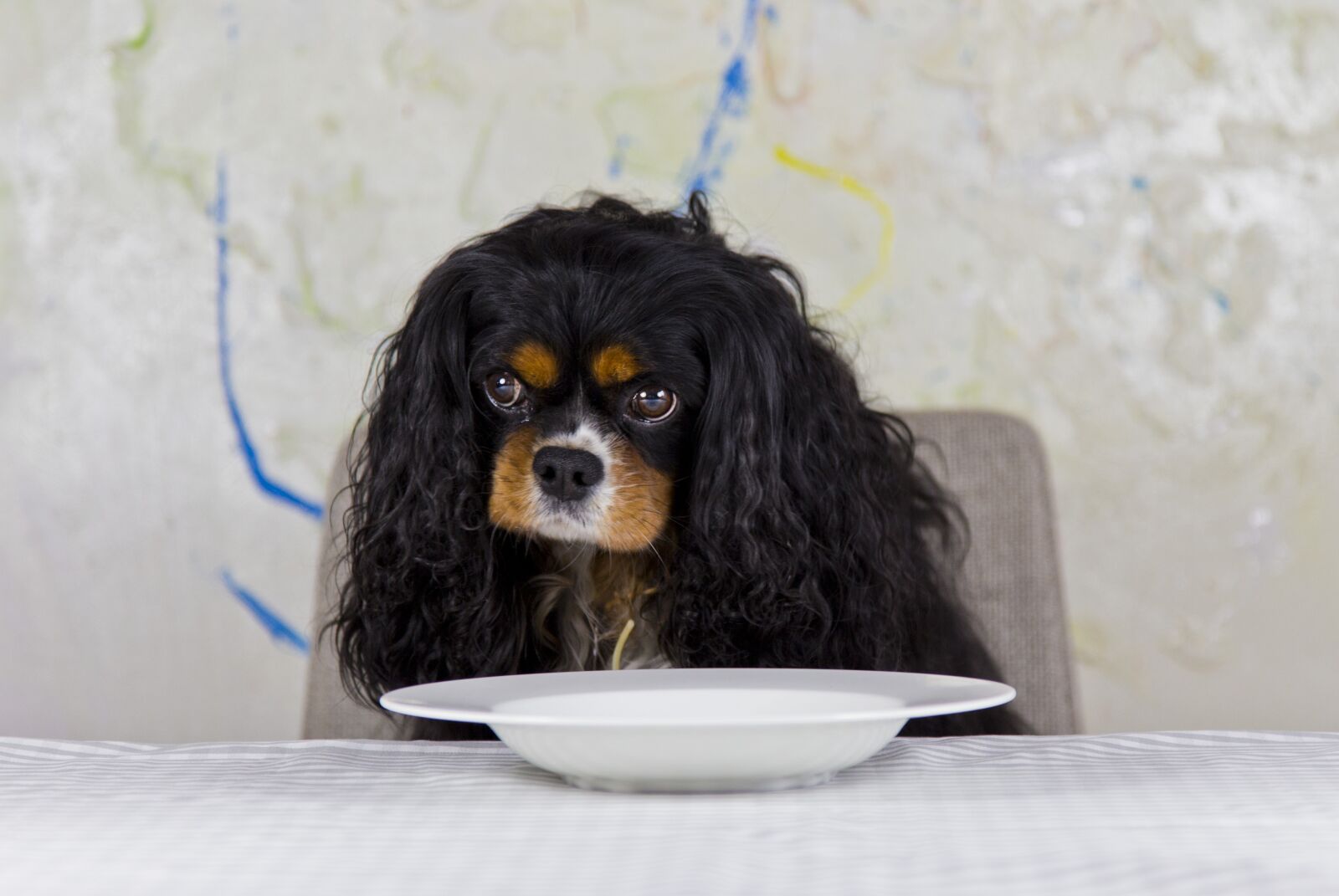 Canon EOS 6D + Canon EF 24-105mm F4L IS USM sample photo. Cavalier, king, cavalier king photography