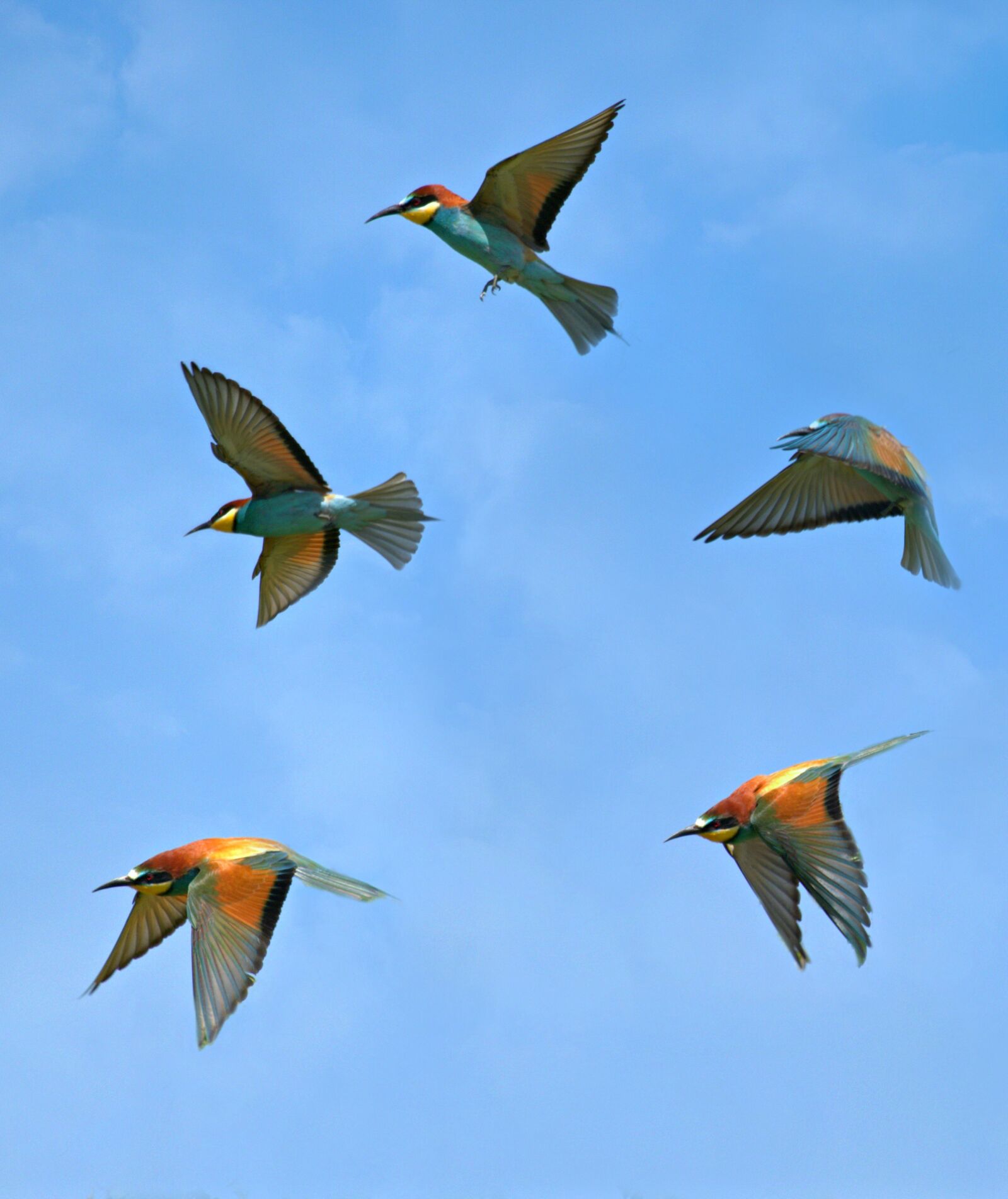 Canon EF 100-400mm F4.5-5.6L IS USM sample photo. Robin, birds, stol photography