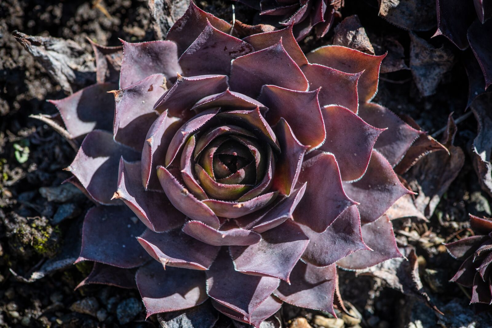 Nikon D750 sample photo. Plant, nature, stone garden photography
