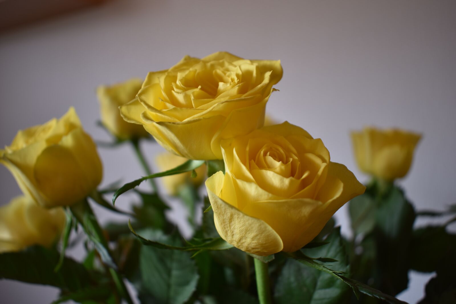 Nikon D3400 sample photo. Rose, flower, plant photography