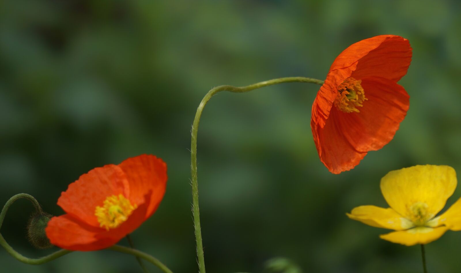 Sony Alpha NEX-3N + Sony E 55-210mm F4.5-6.3 OSS sample photo. Colorful poppies, poppy, colorful photography