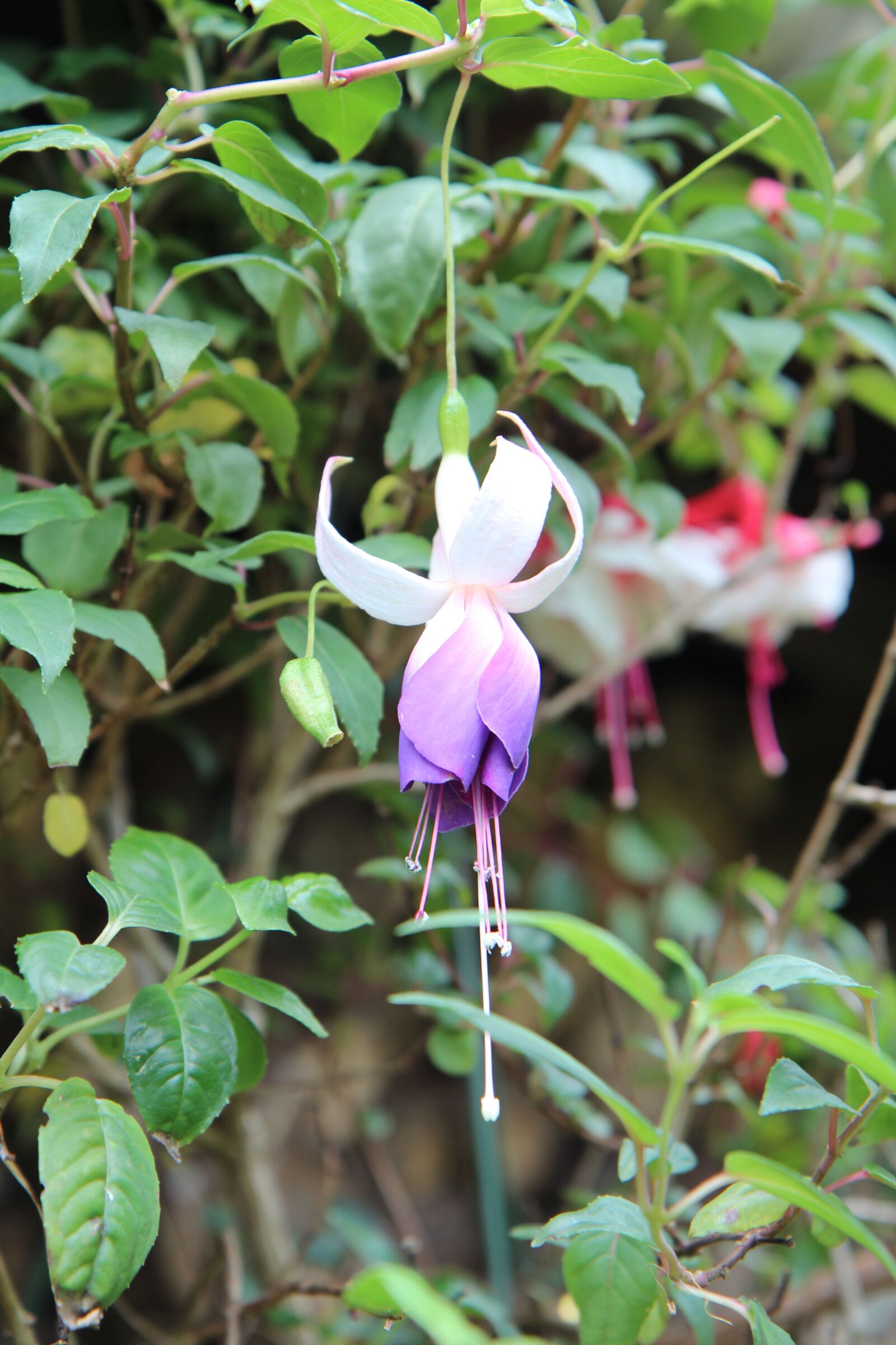 Canon EOS 600D (Rebel EOS T3i / EOS Kiss X5) sample photo. Fushia, flowering fushia, fushia photography