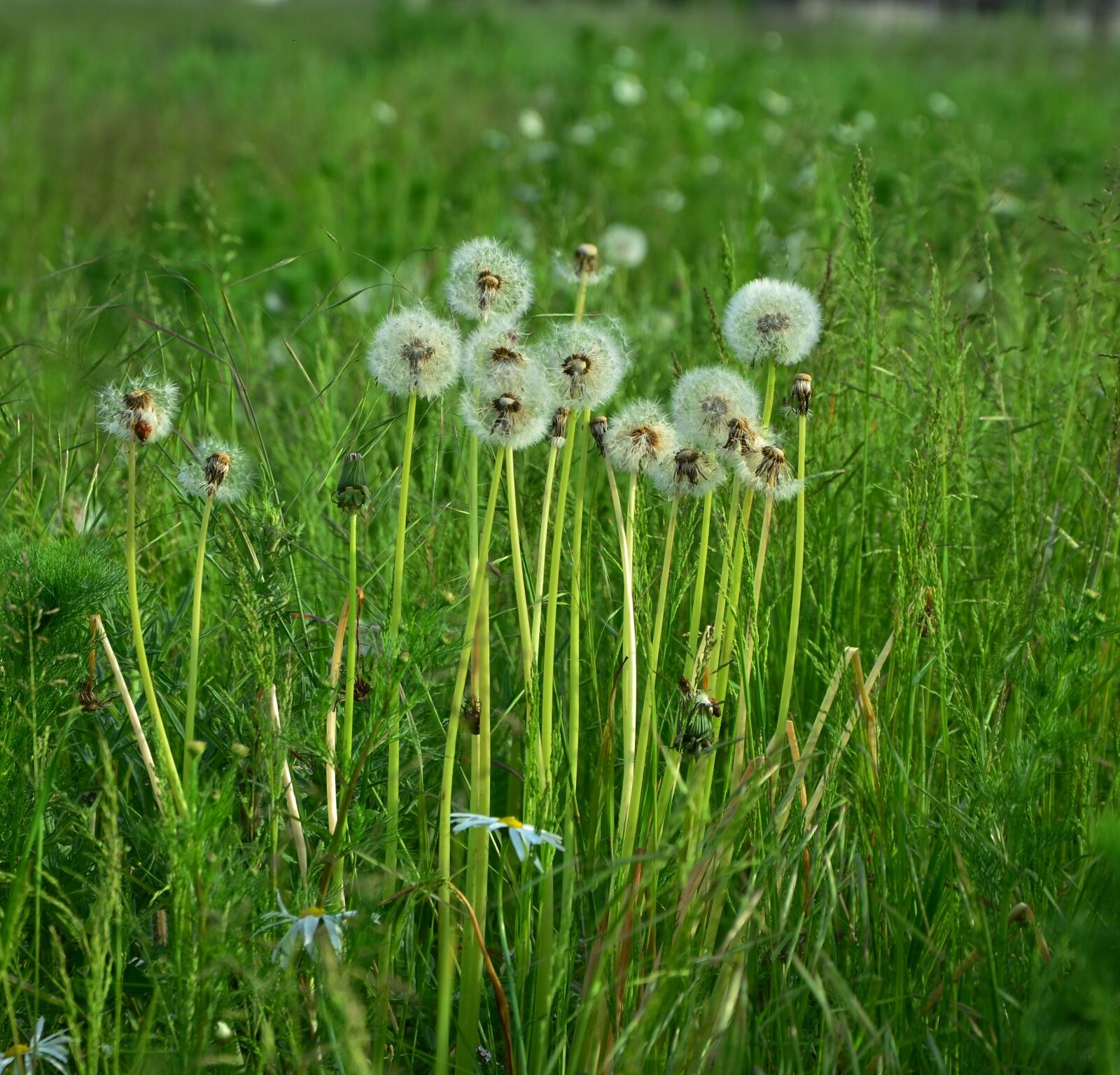 Nikon D5100 sample photo. Dandelions, dandelion, meadow photography