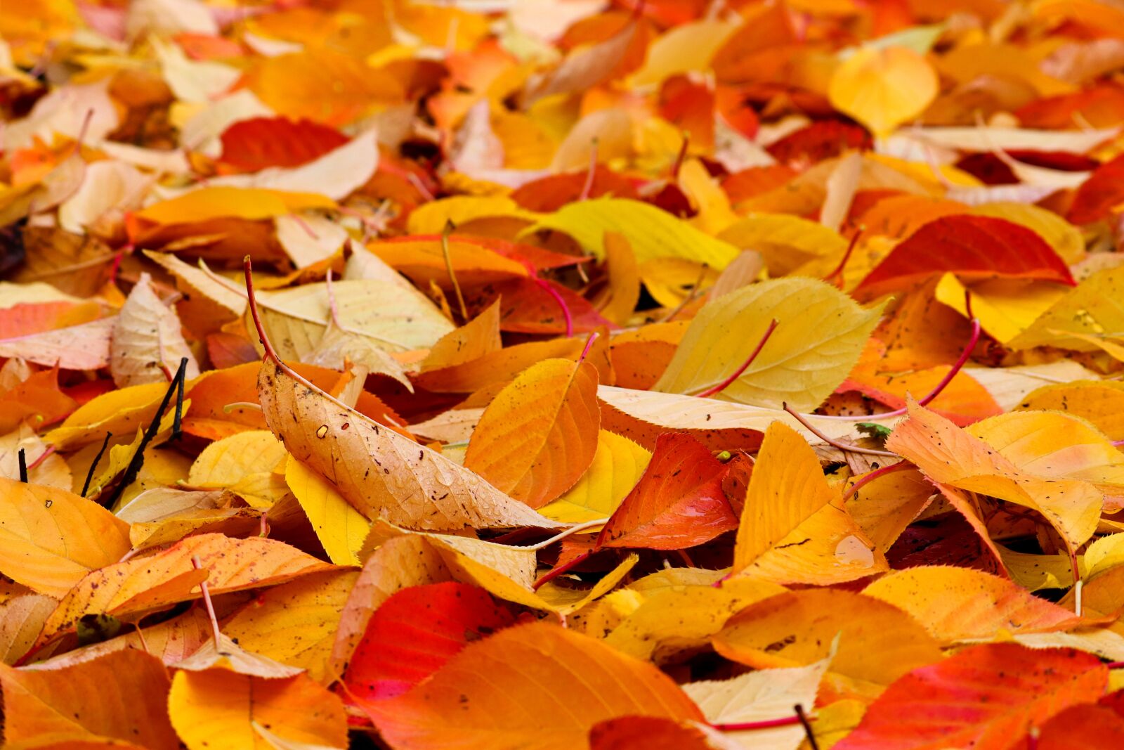 Canon EOS 200D (EOS Rebel SL2 / EOS Kiss X9) sample photo. Fall foliage, orange, brown photography