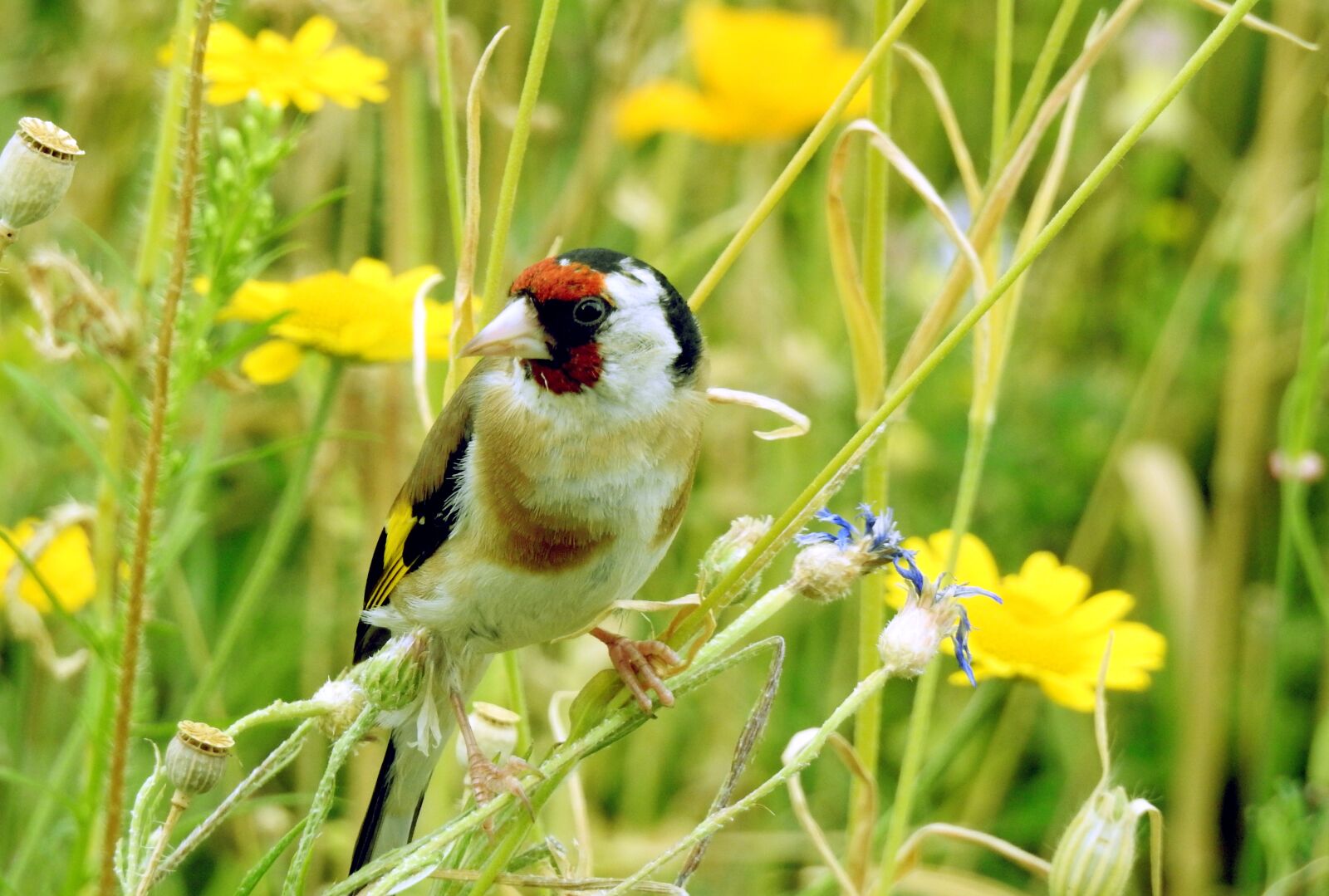 Nikon Coolpix P900 sample photo. Goldfinch, stieglitz, bird photography