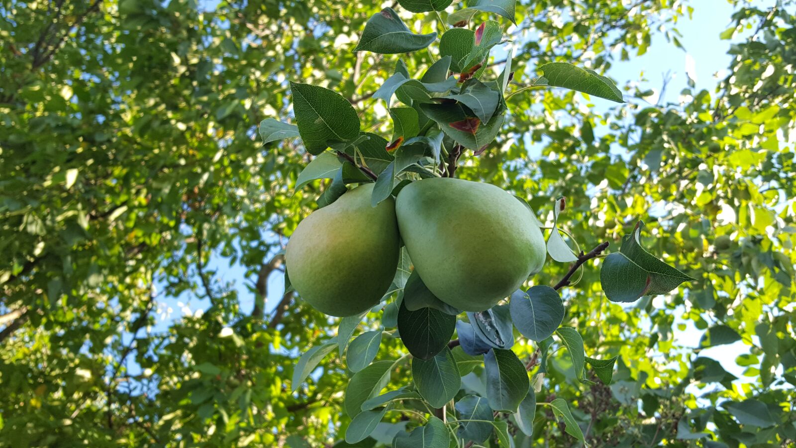 Samsung GALAXY S6 edge sample photo. Pear, fruit, tree photography