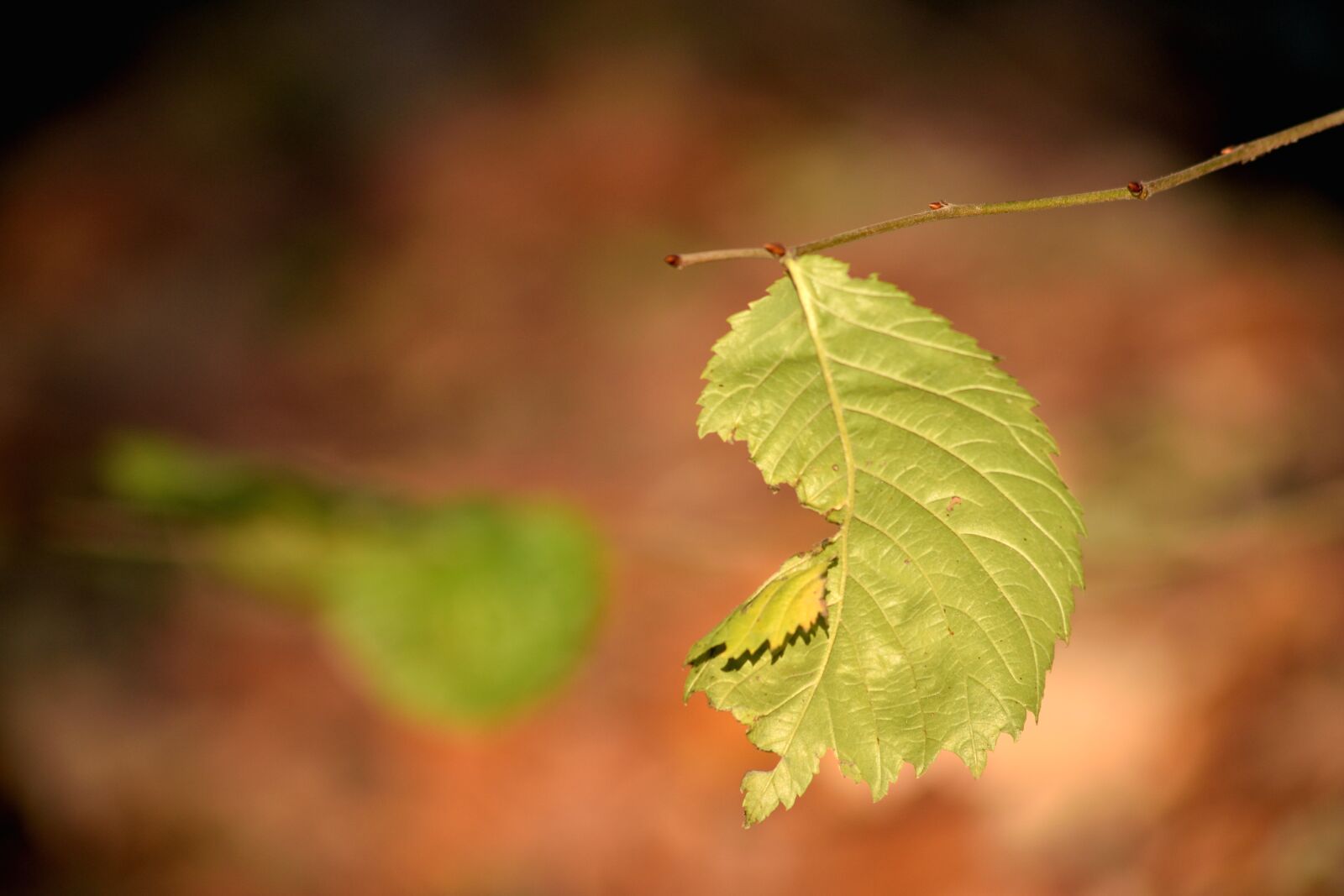 Nikon D3300 sample photo. Leaf, autumn, nature photography