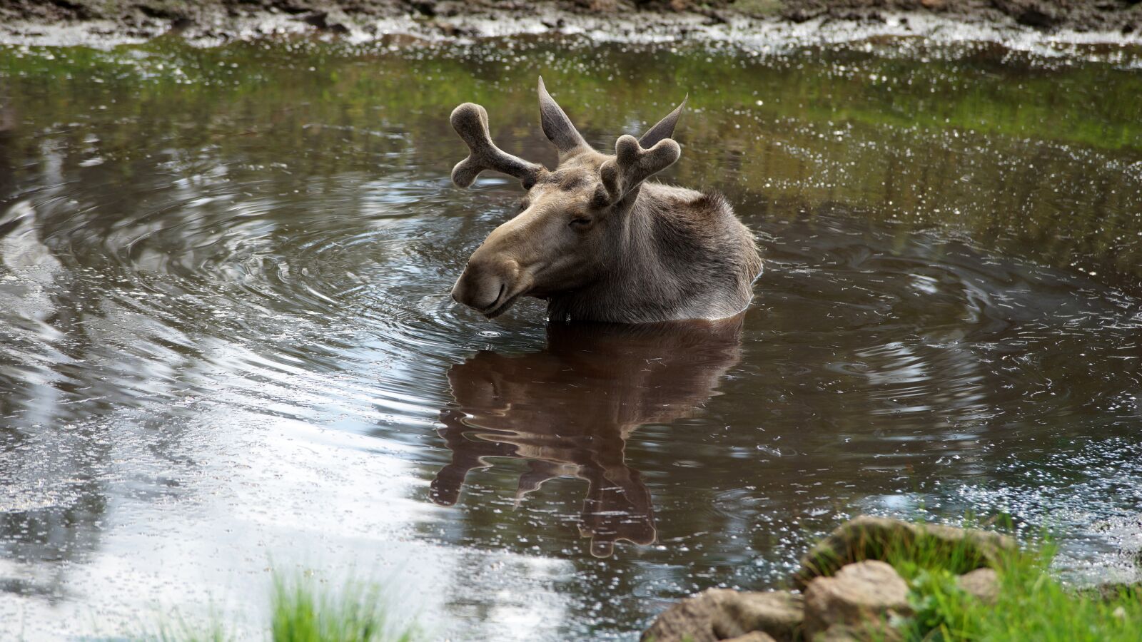 Sony a99 II sample photo. Moose, animals, nature photography