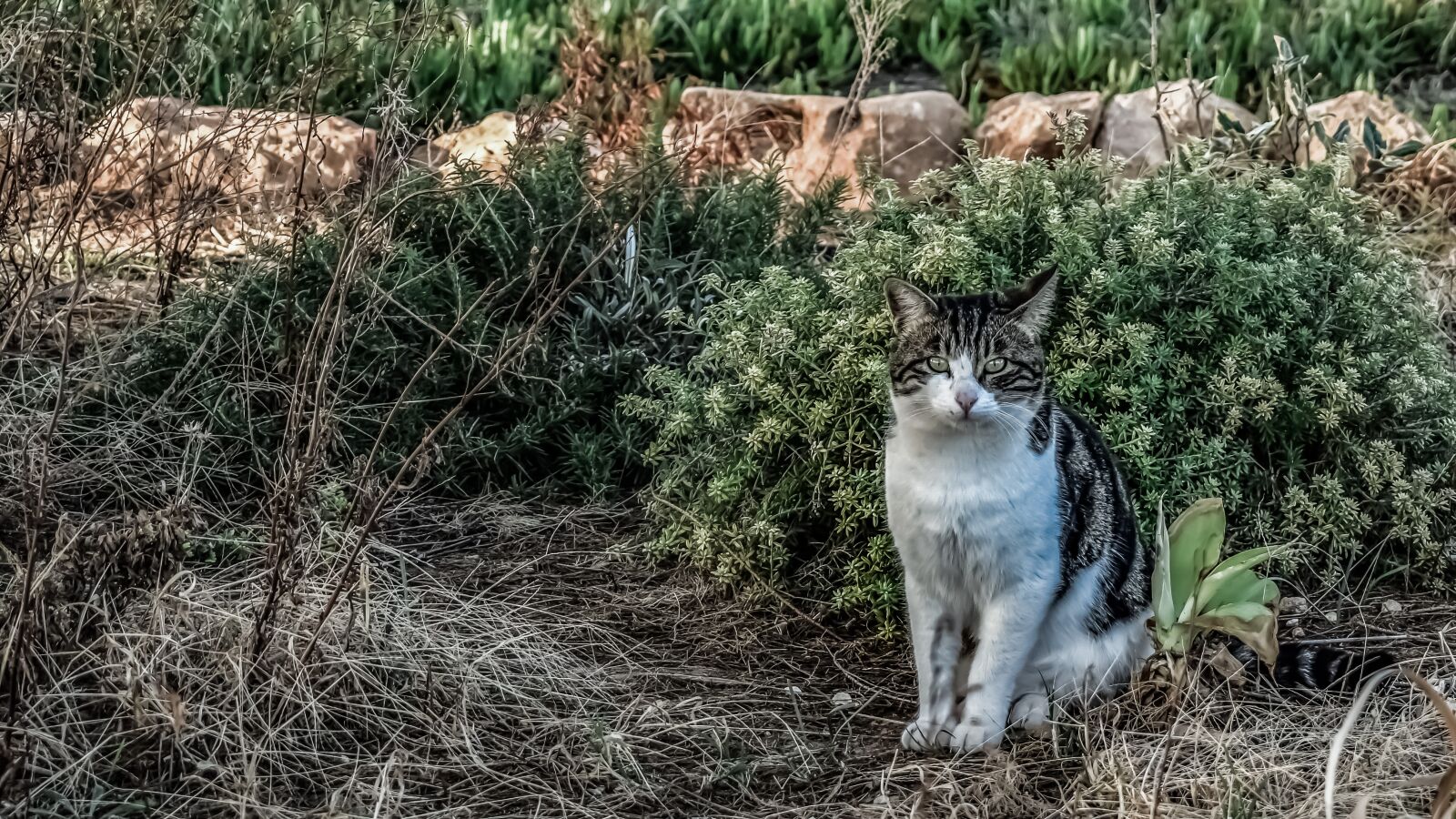 Nikon D3300 sample photo. Cat, stray, eyes photography